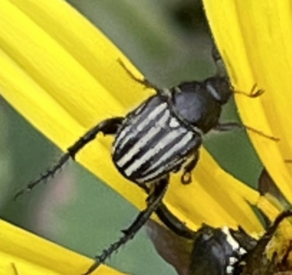 Heterochelus