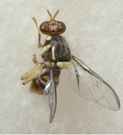 Bactrocera carambolae
