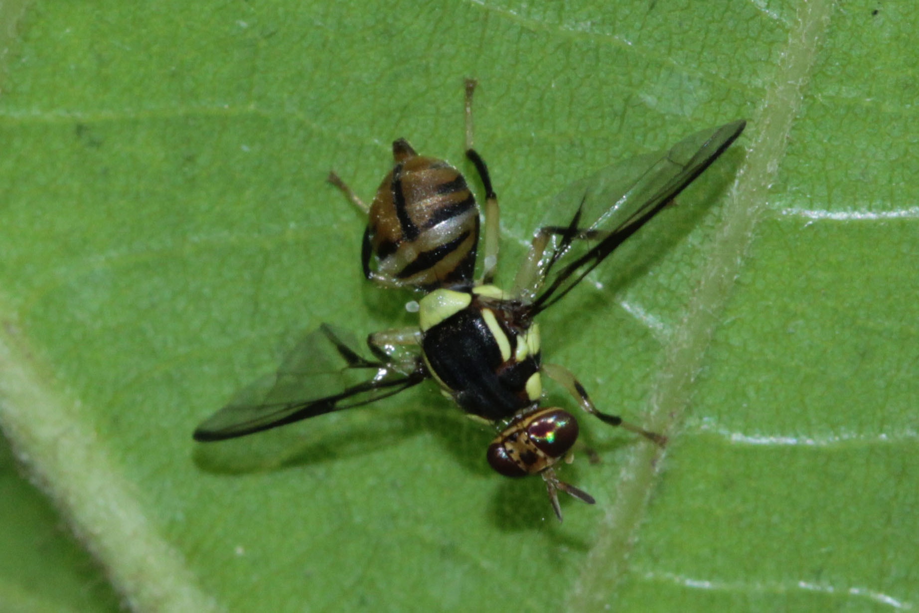 Bactrocera carambolae