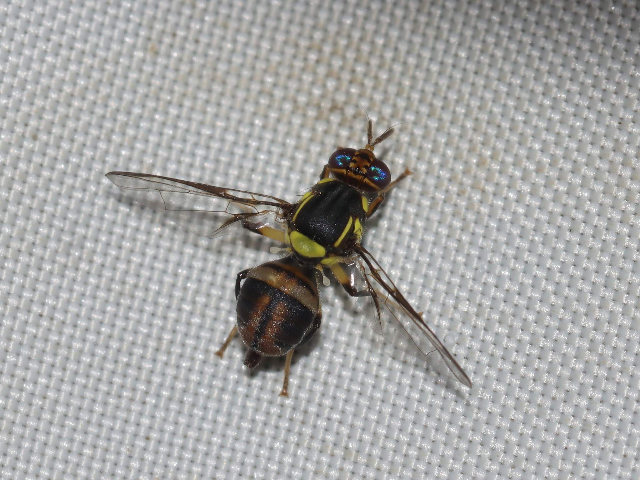 Bactrocera carambolae