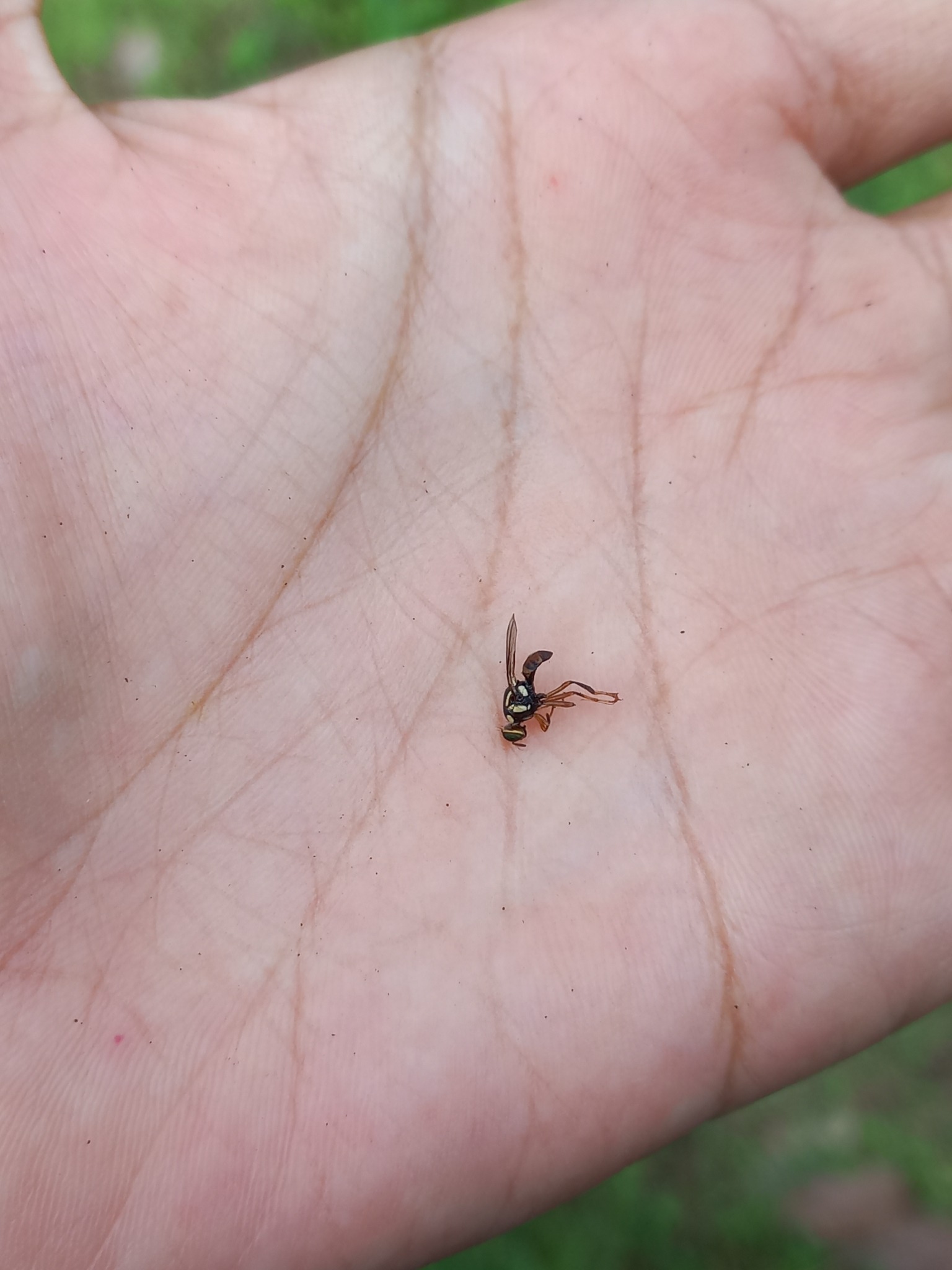 Bactrocera carambolae