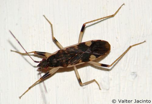 Dieuches armatipes