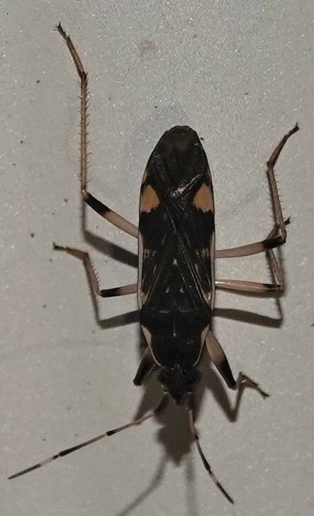 Dieuches armatipes