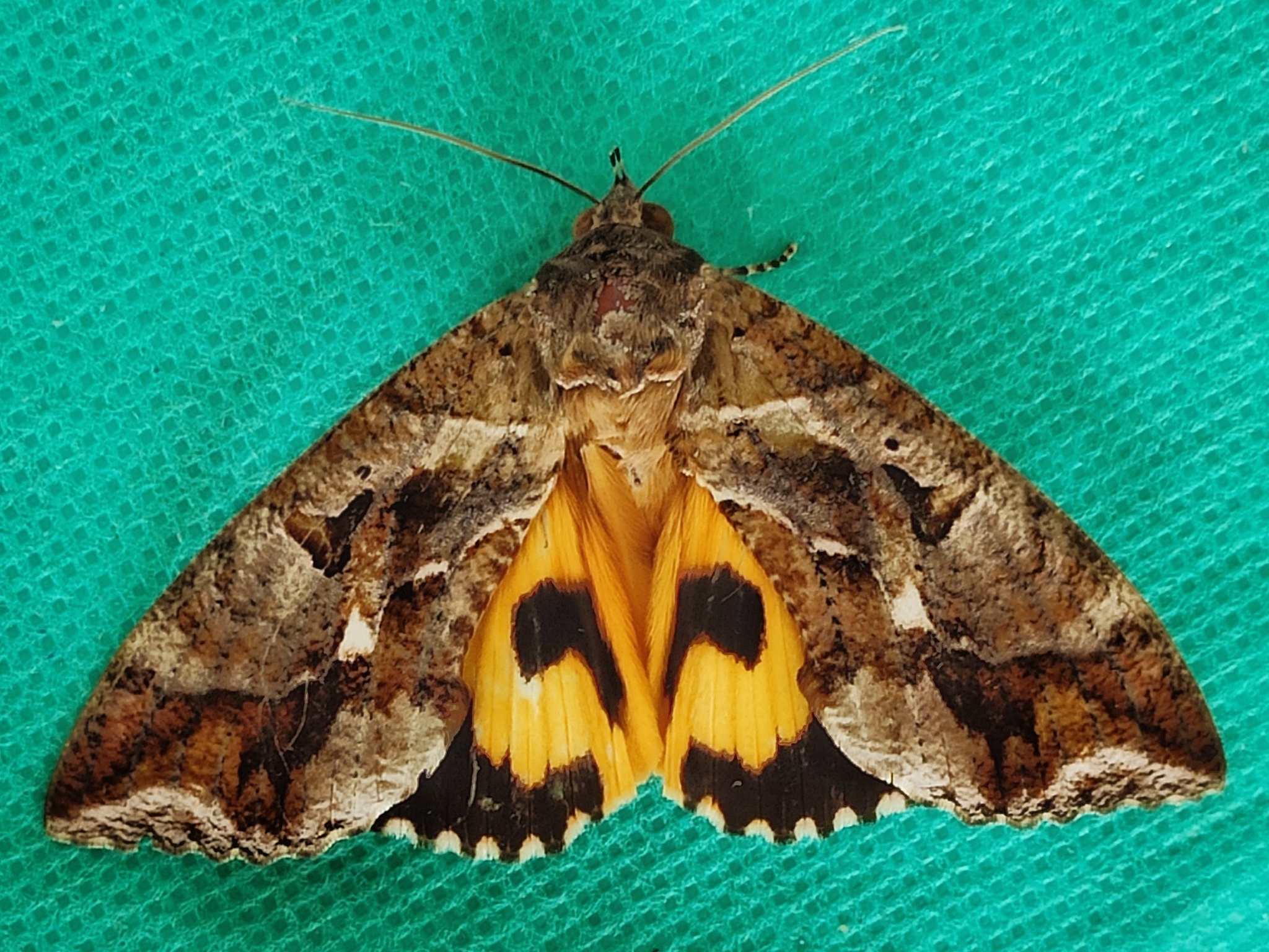 Eudocima phalonia