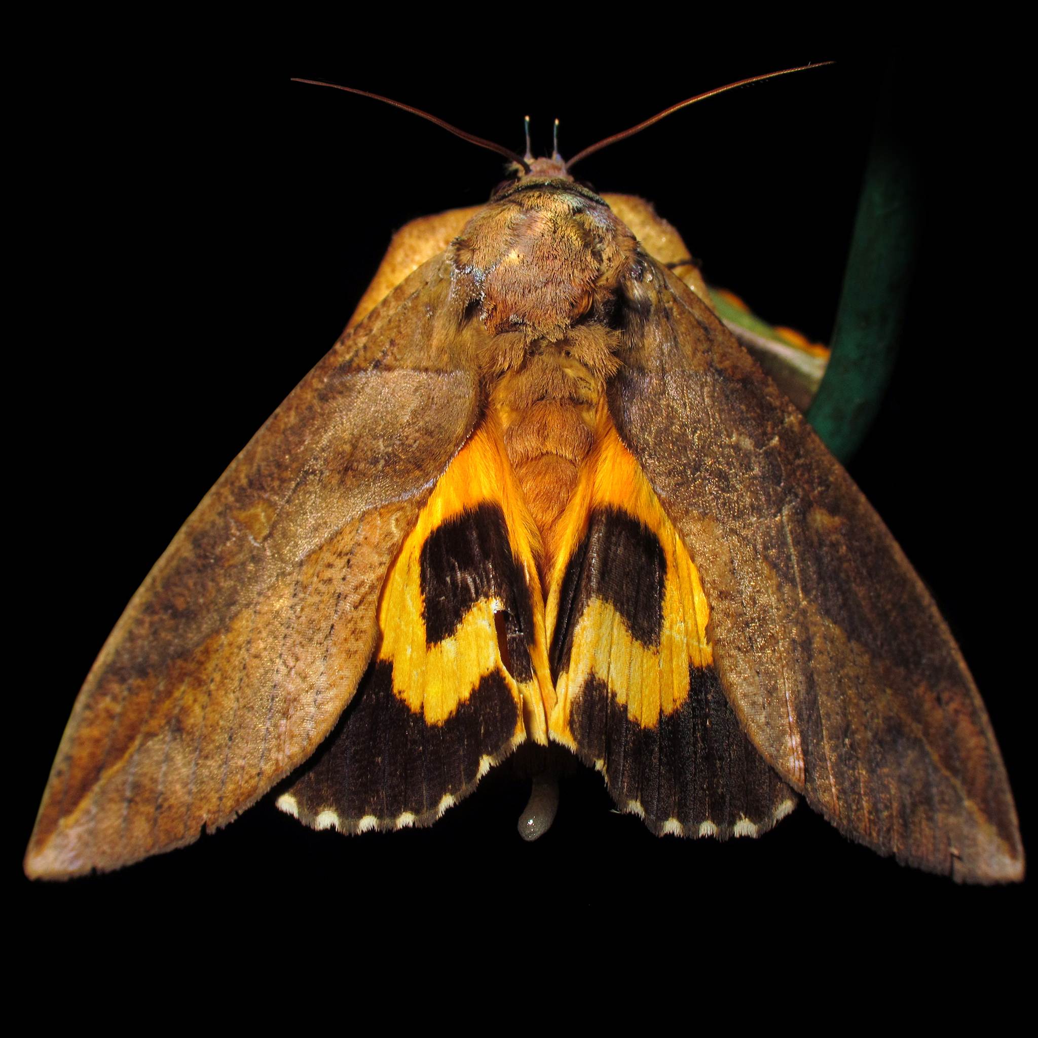 Eudocima phalonia
