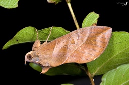 Eudocima phalonia