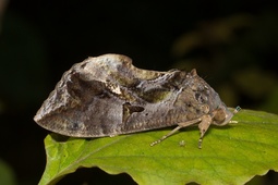 Eudocima phalonia