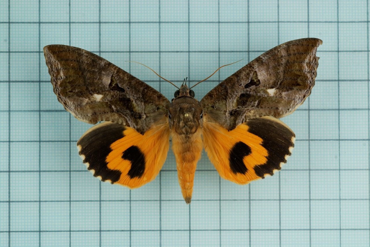 Eudocima phalonia