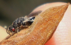 Eurytoma amygdali