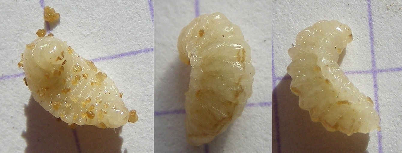 Eurytoma amygdali