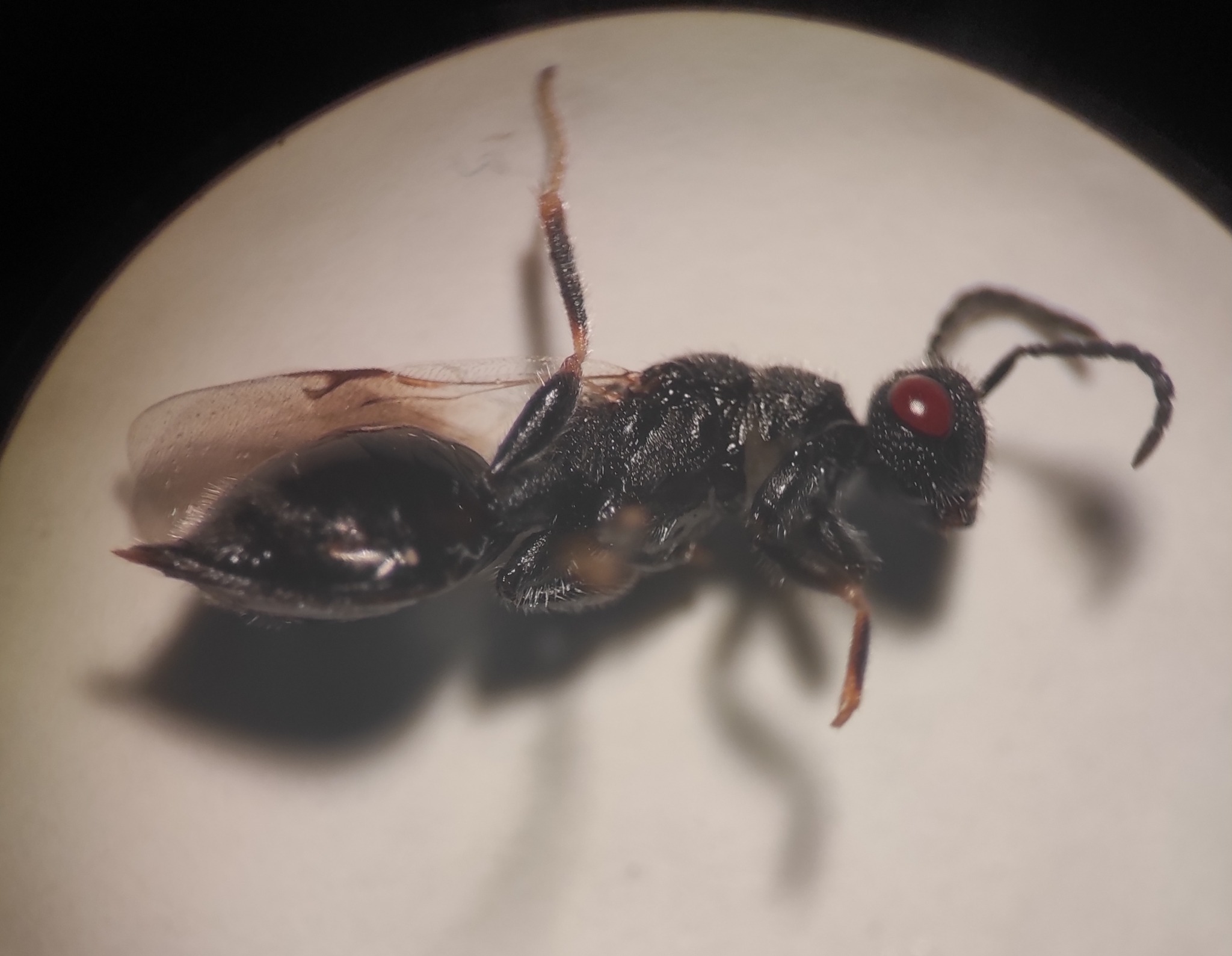Eurytoma amygdali