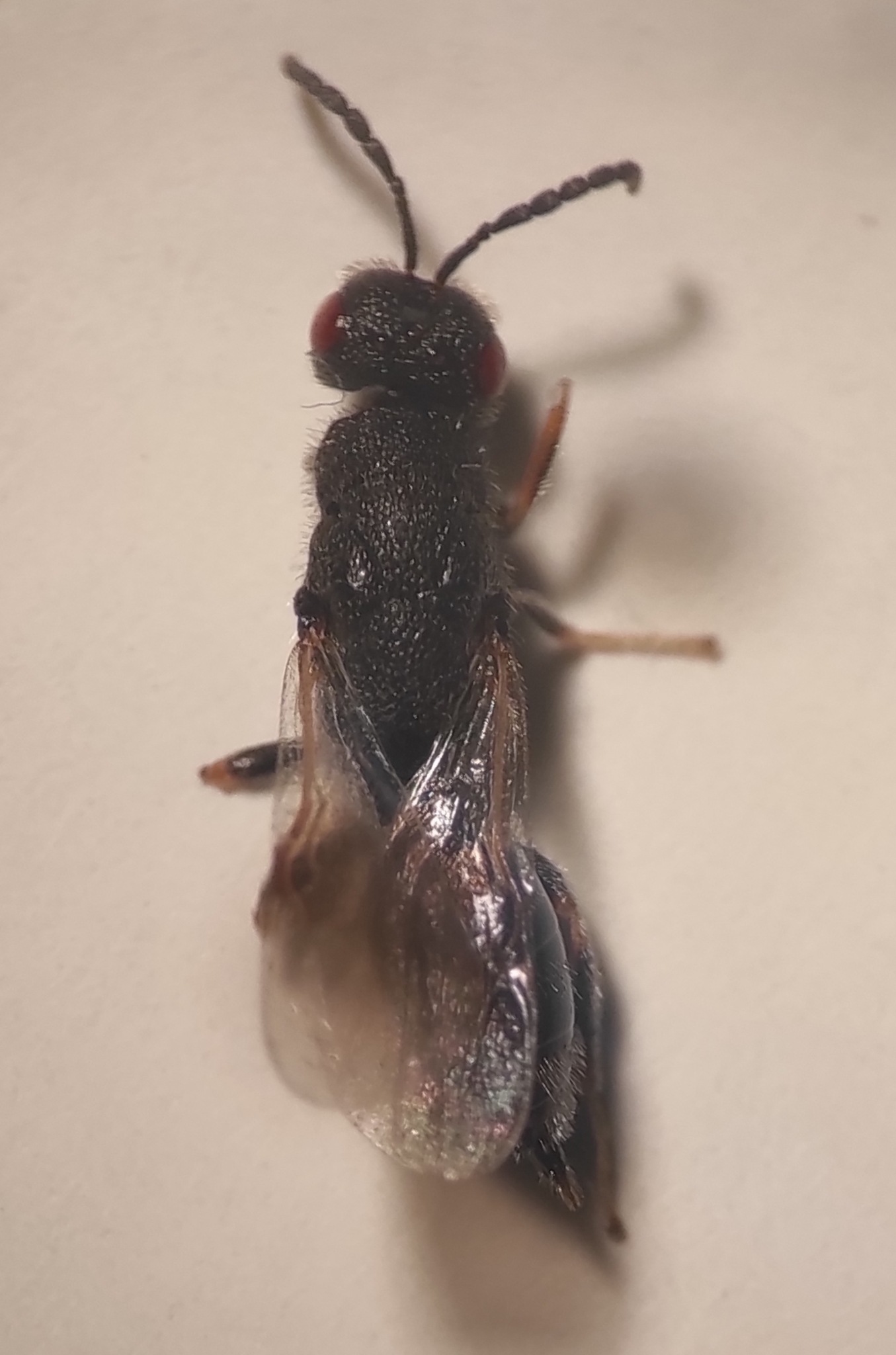 Eurytoma amygdali