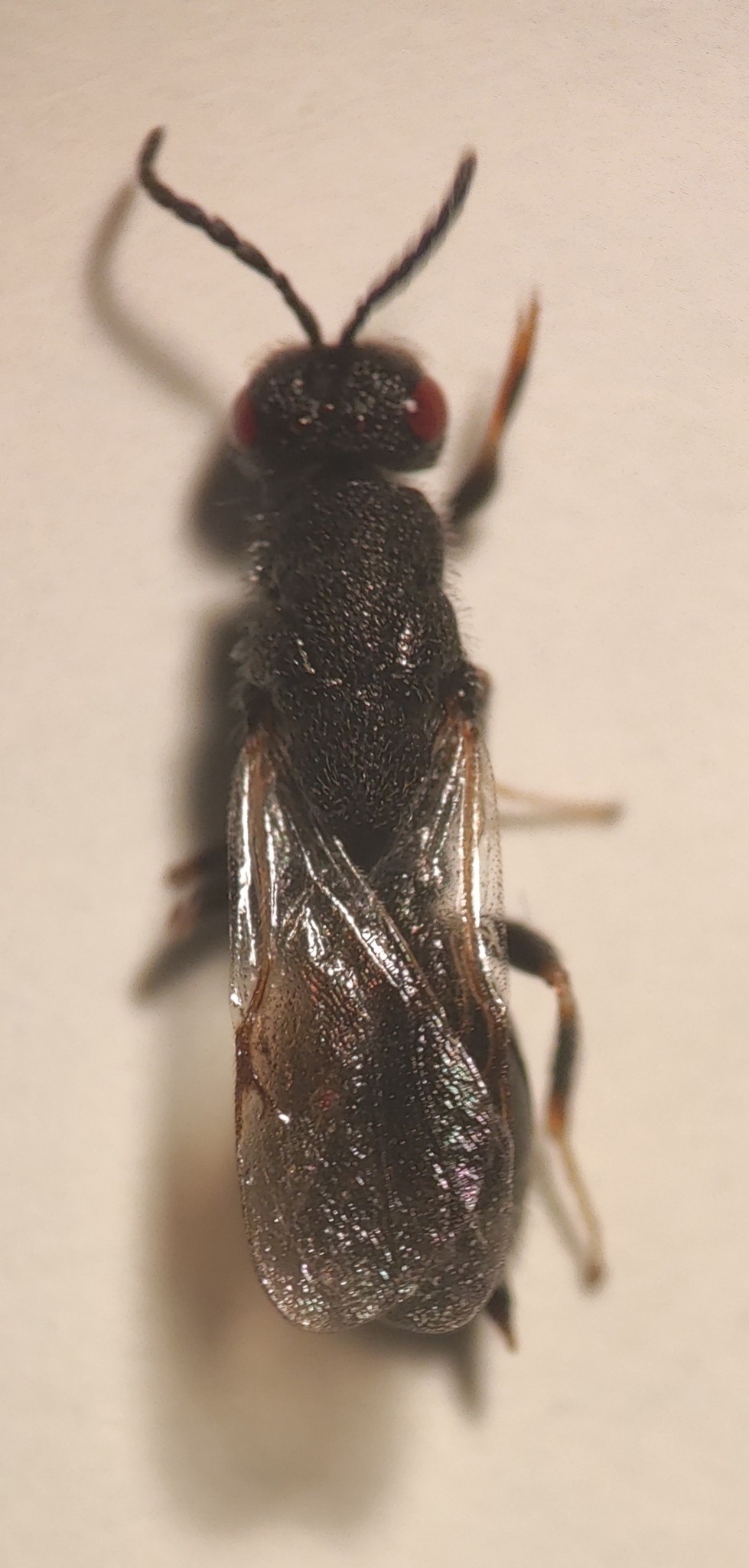 Eurytoma amygdali