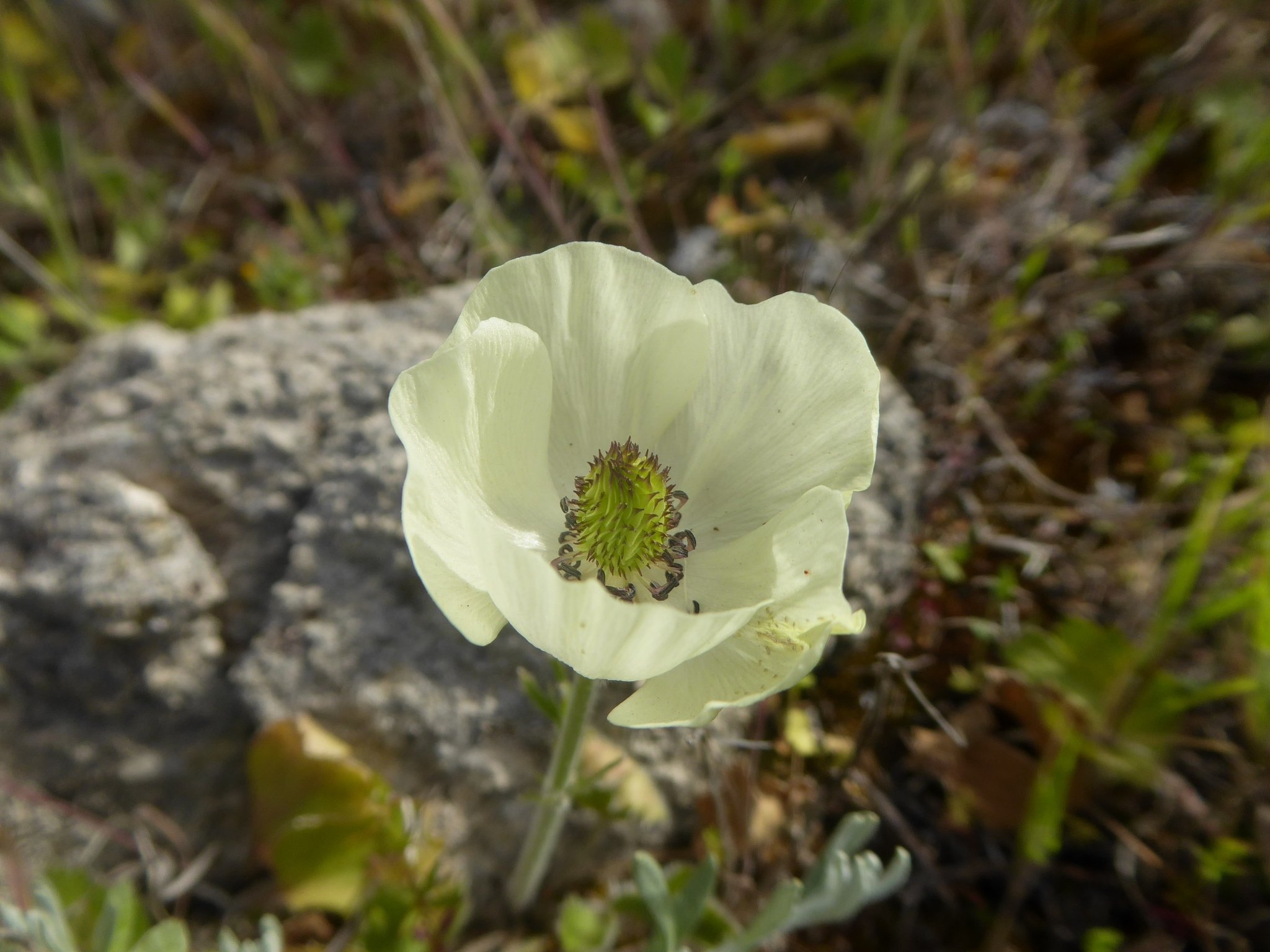 Ranunculus asiaticus