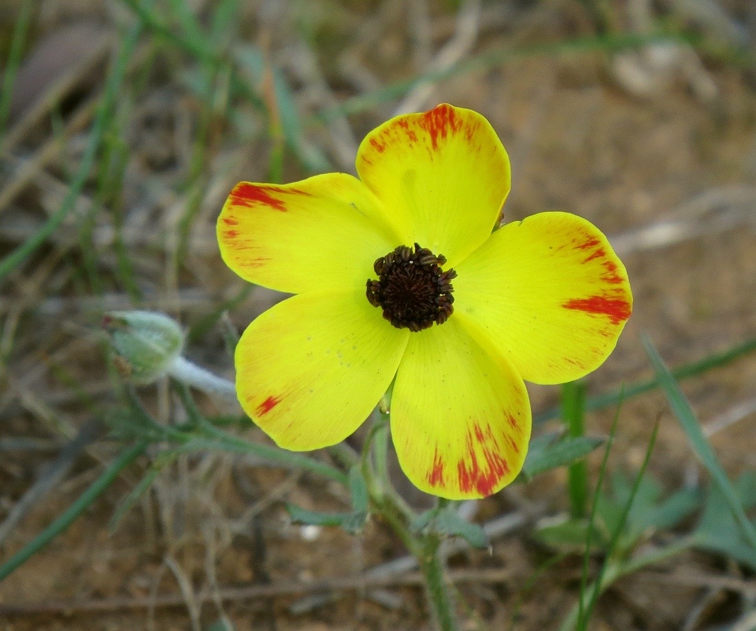 Ranunculus asiaticus