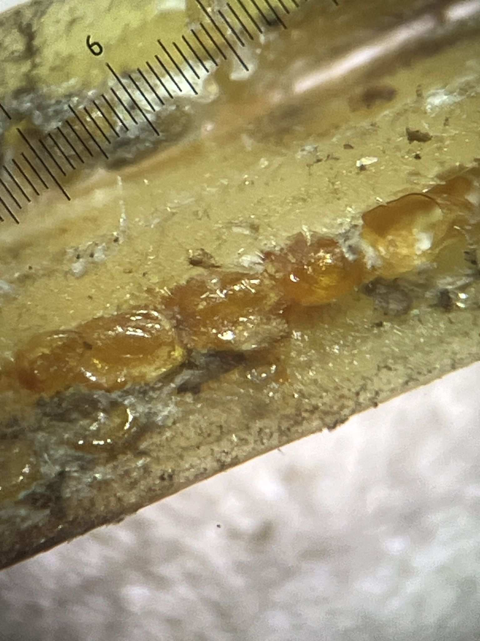 Odonaspis