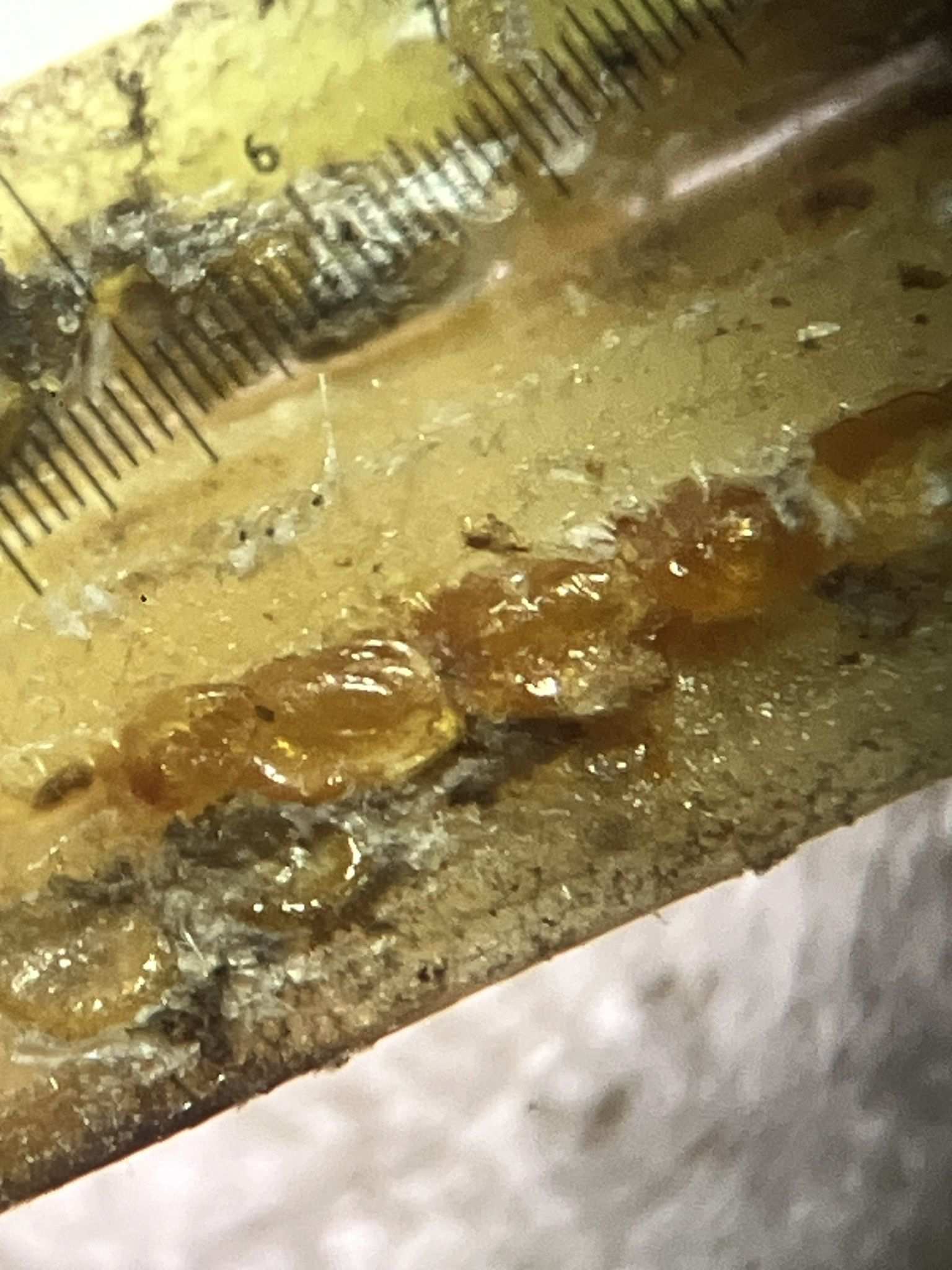 Odonaspis