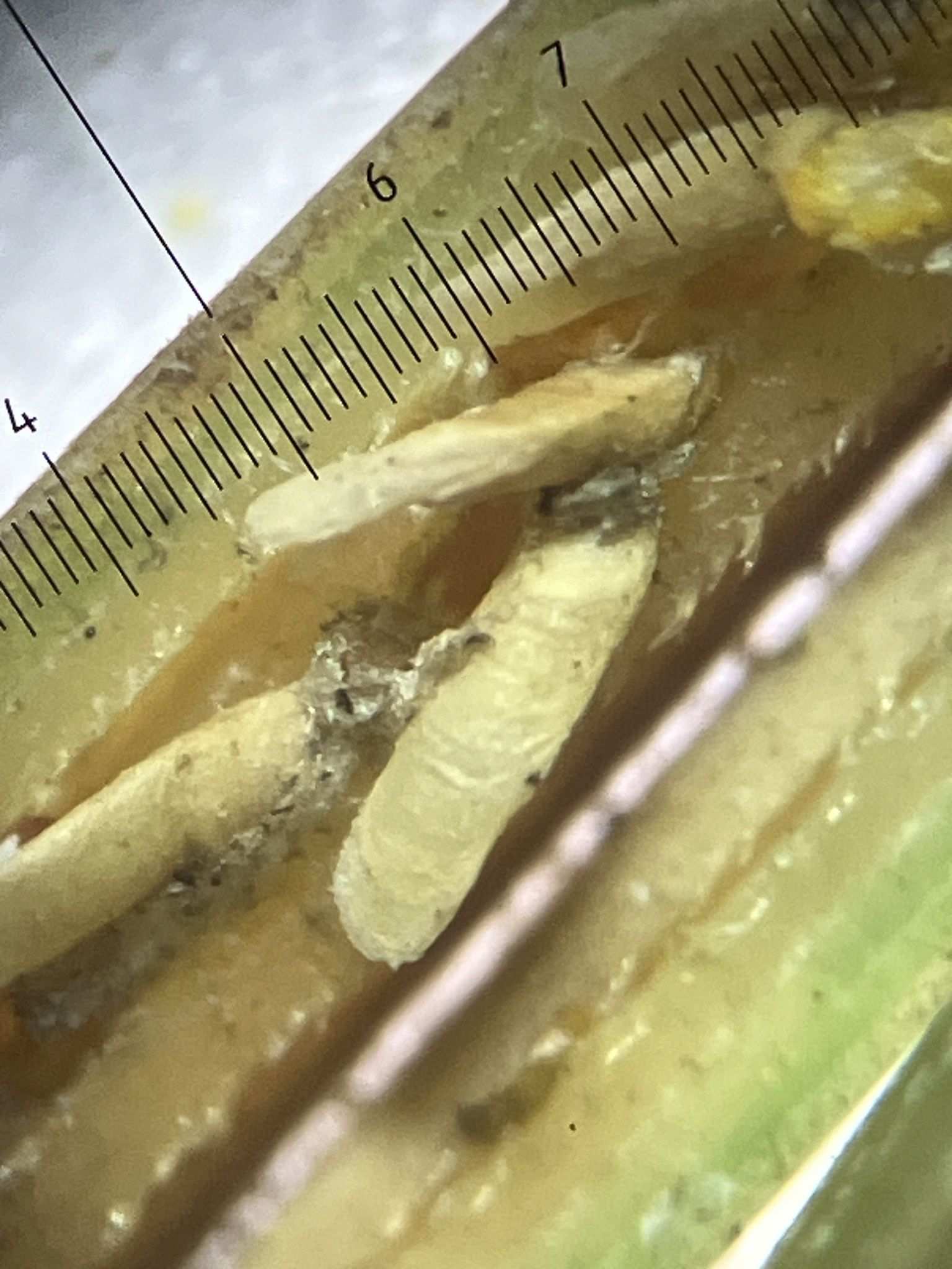 Odonaspis