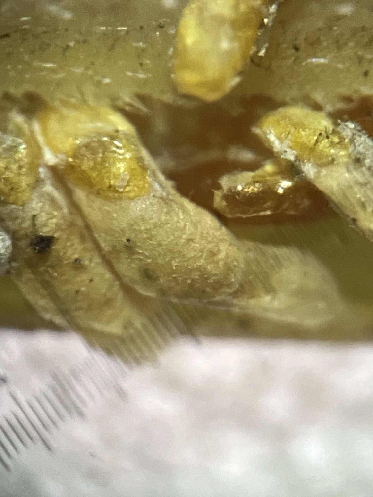 Odonaspis