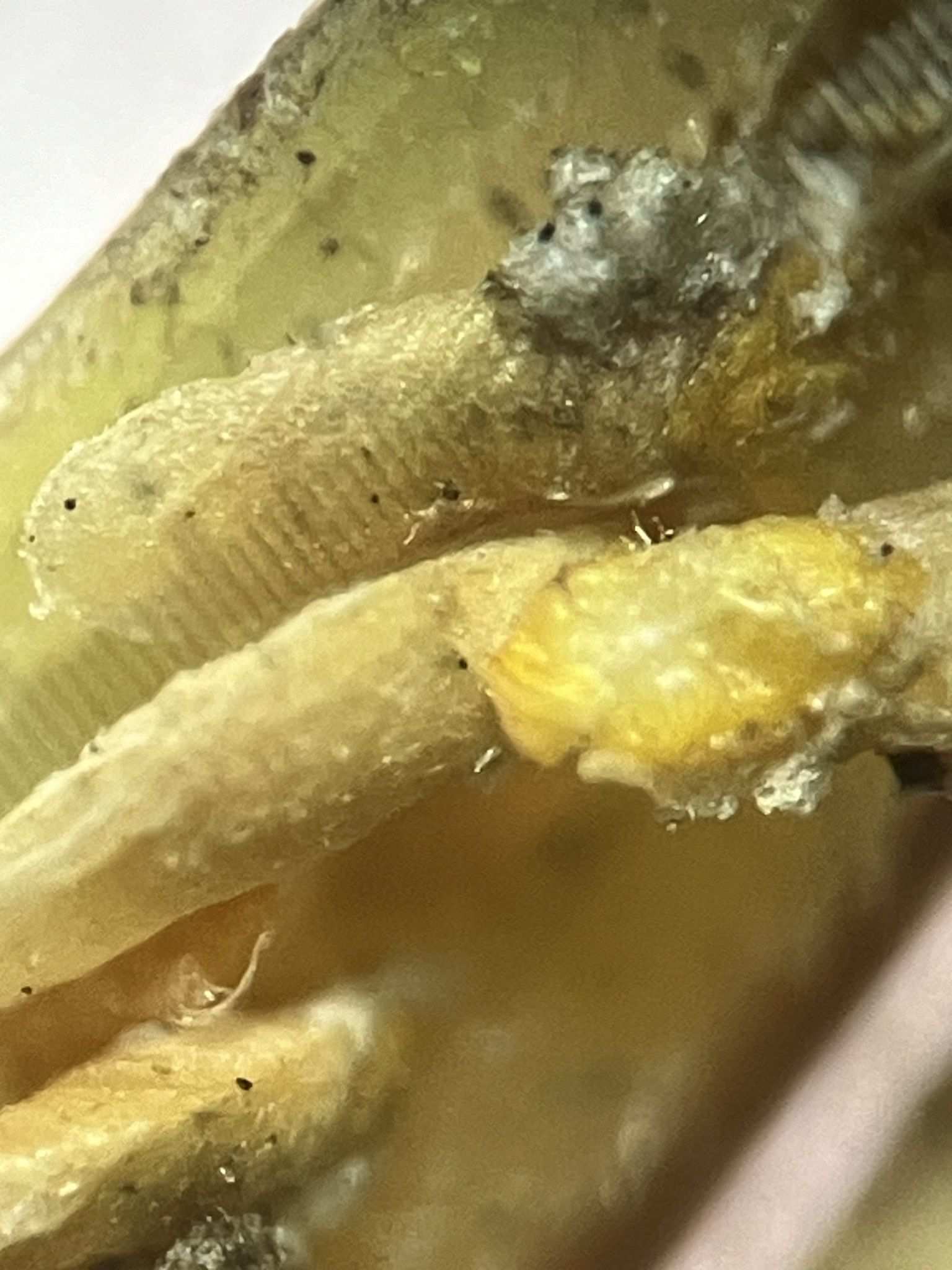 Odonaspis
