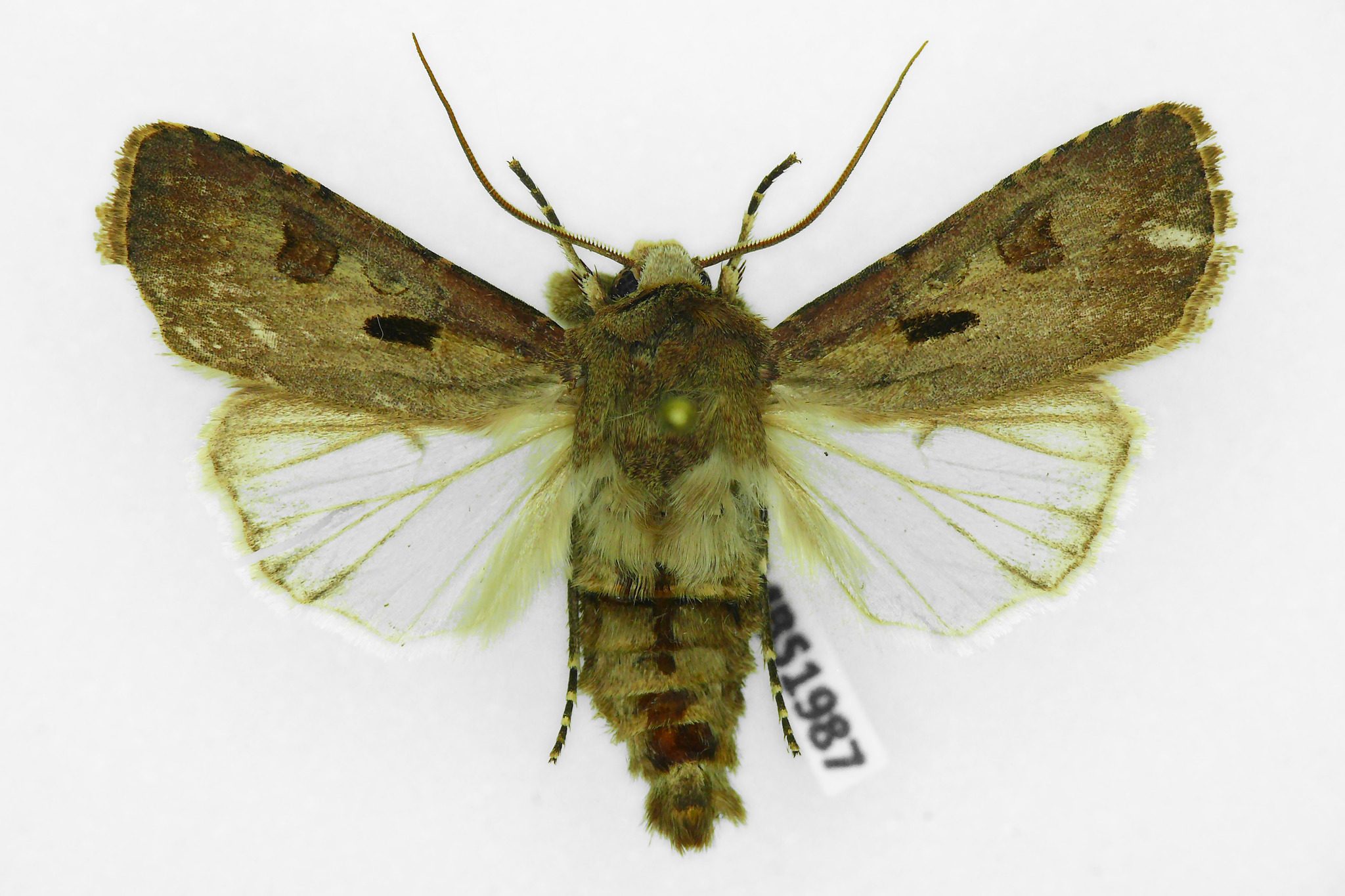 Euxoa