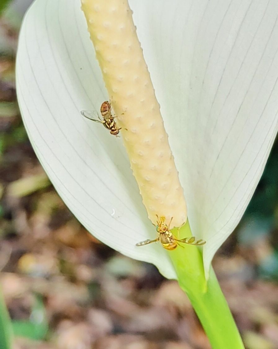 Bactrocera umbrosa