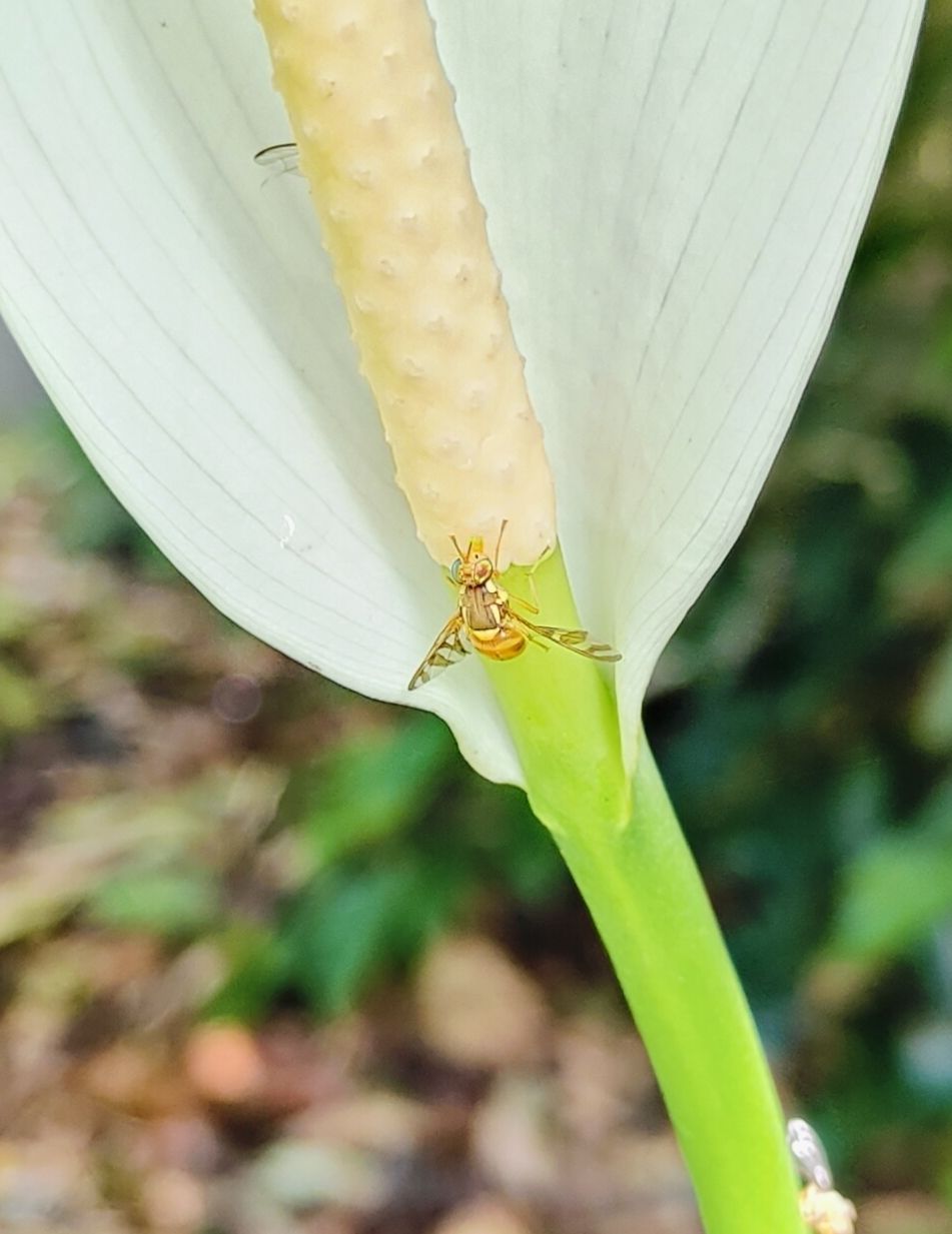 Bactrocera umbrosa