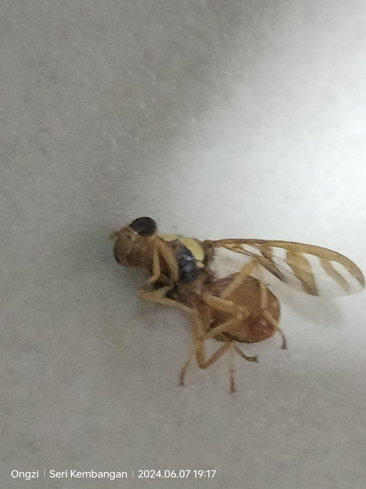 Bactrocera umbrosa