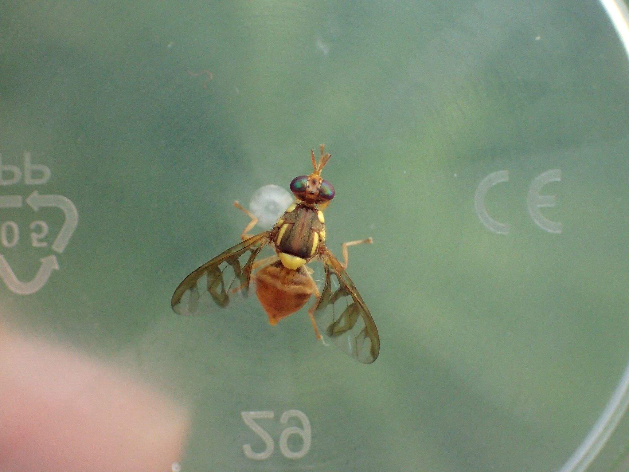 Bactrocera umbrosa