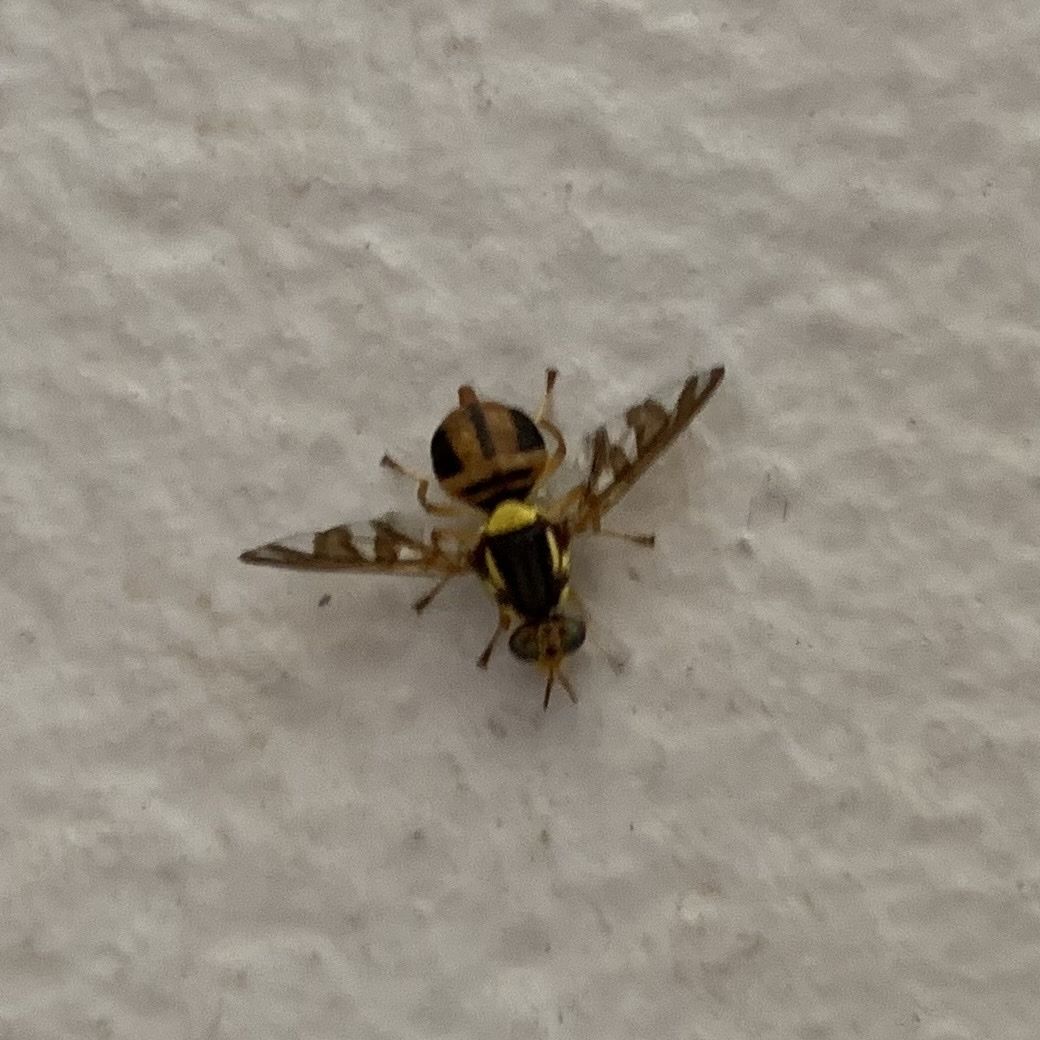 Bactrocera umbrosa