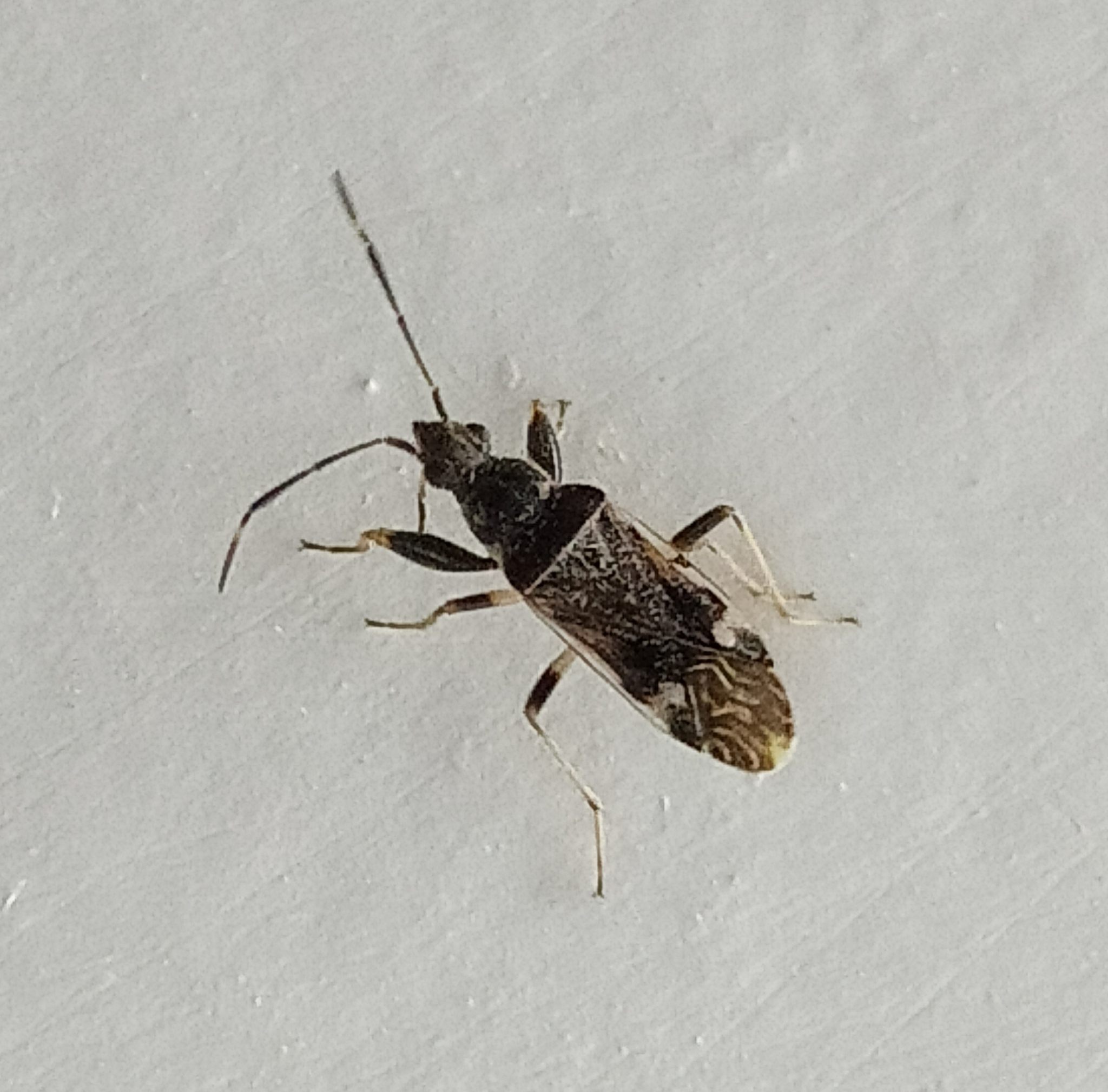 Horridipamera