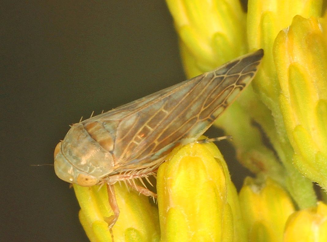 Acinopterus