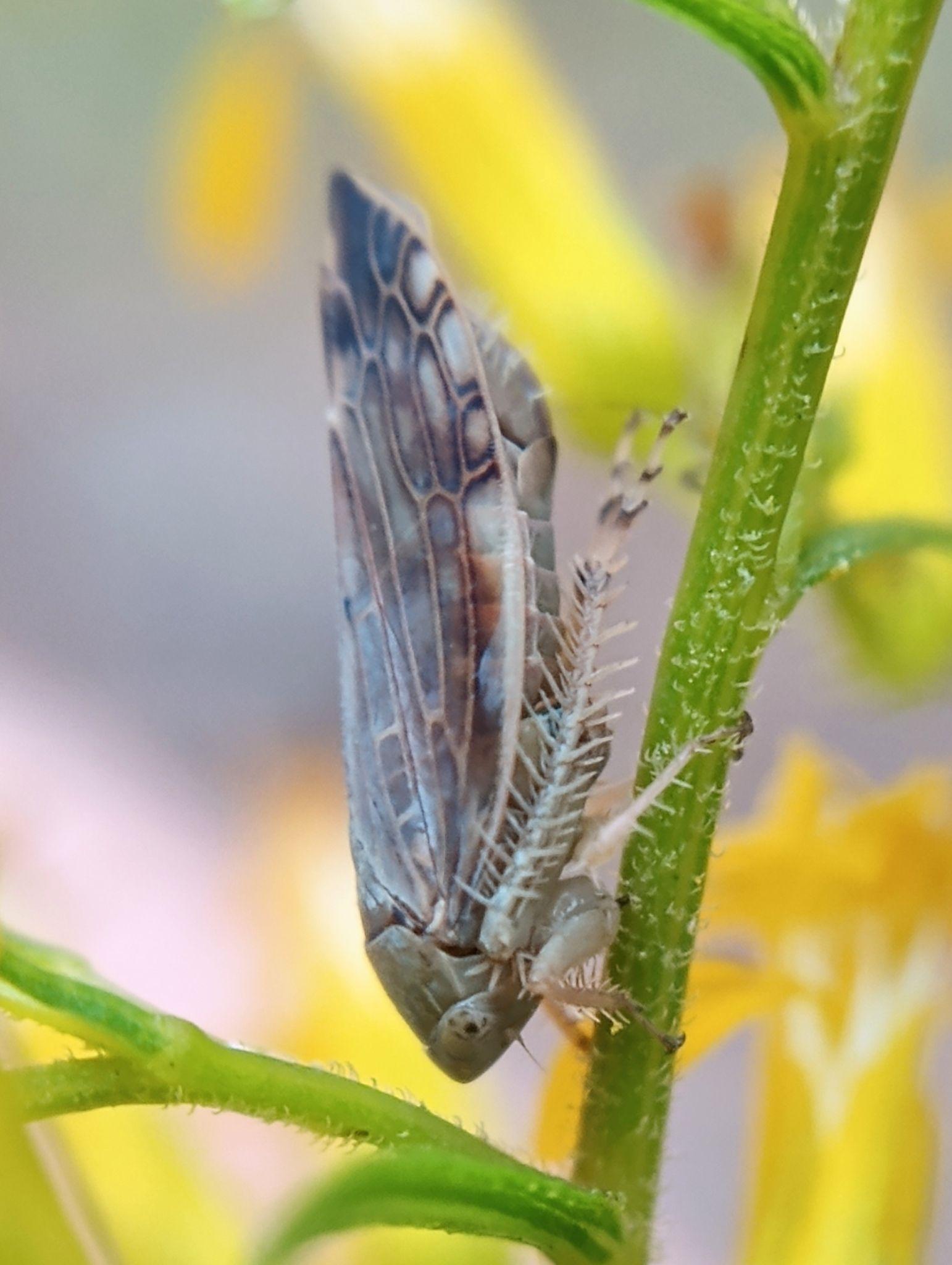 Acinopterus