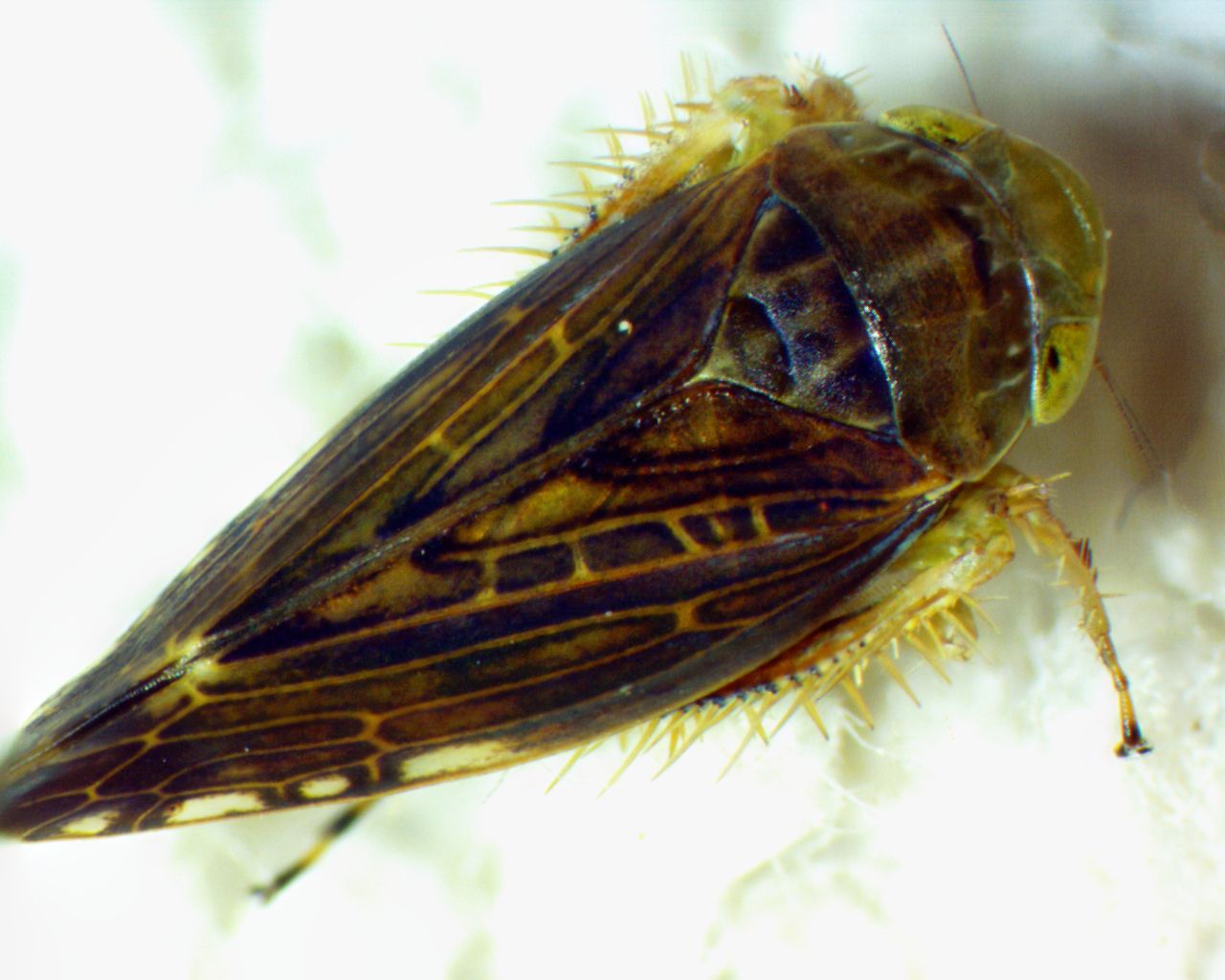 Acinopterus