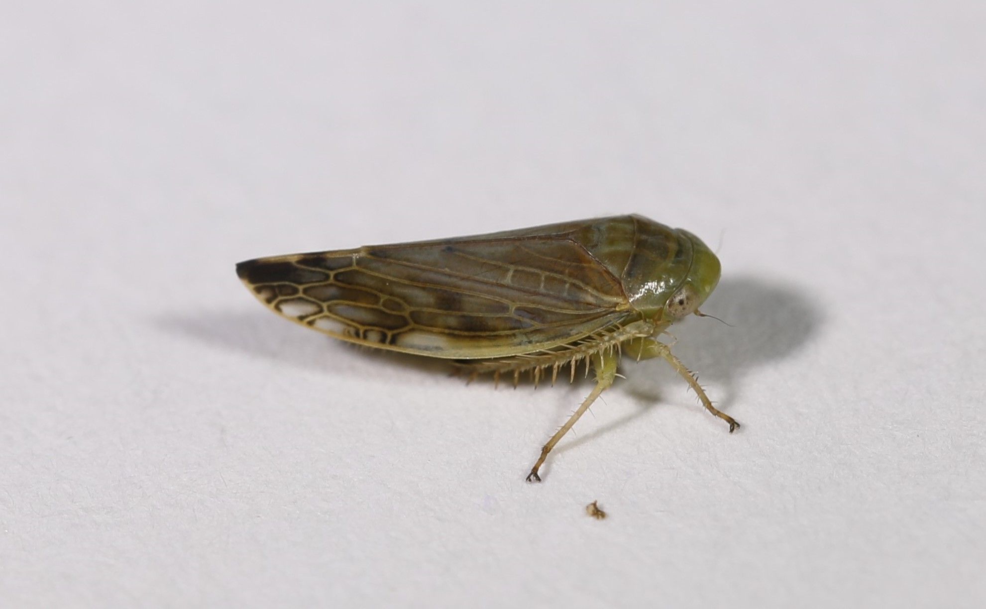 Acinopterus