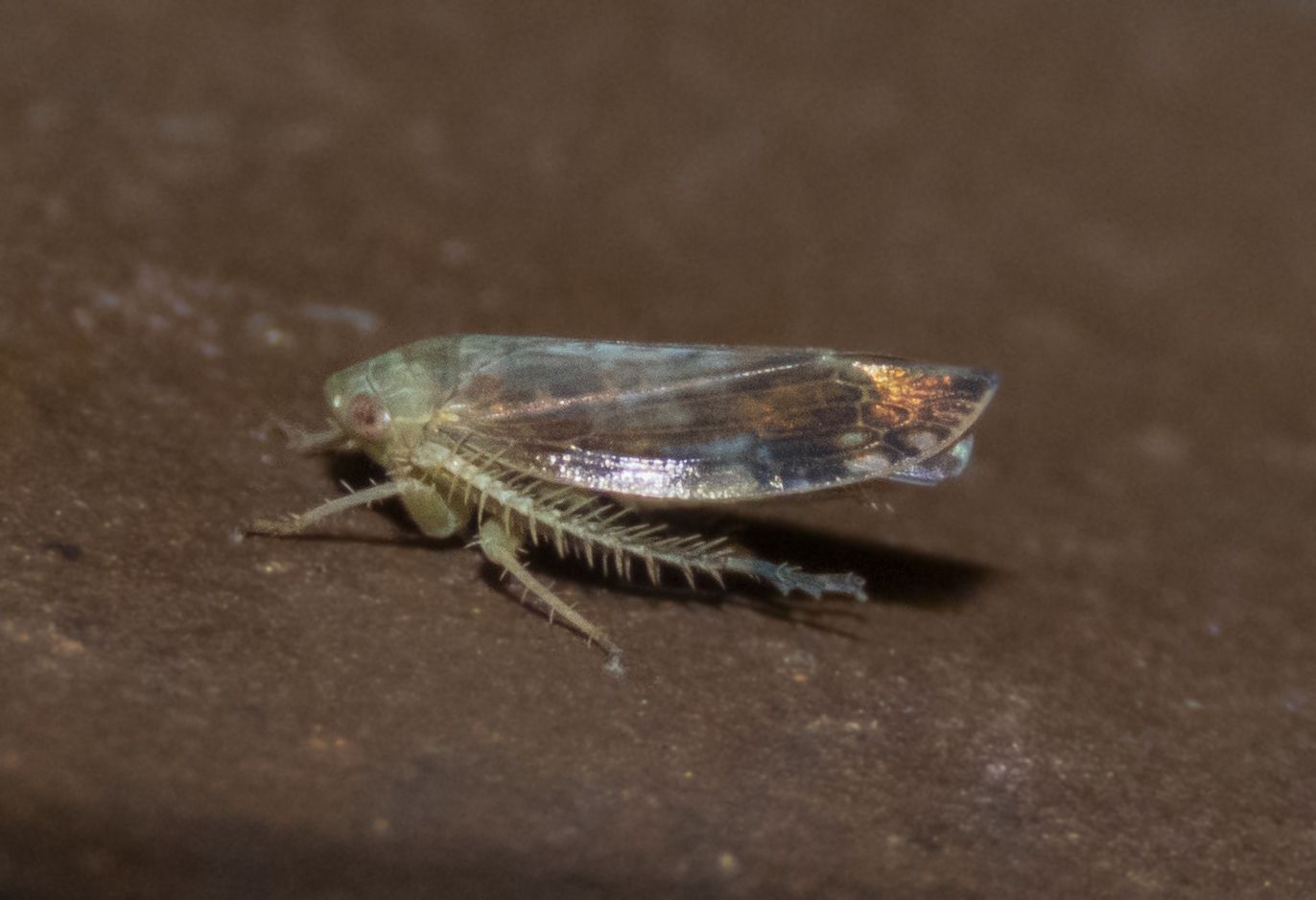 Acinopterus