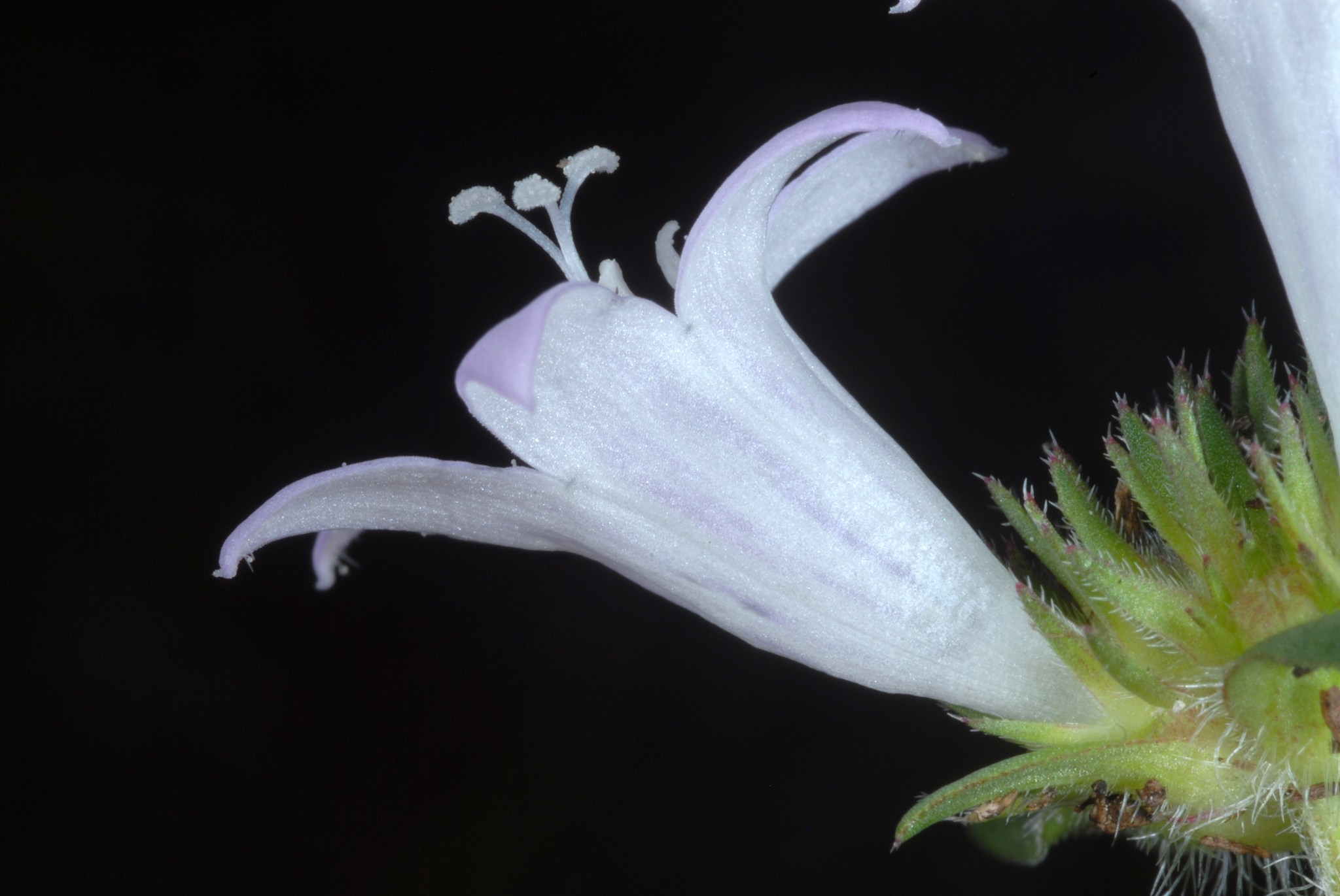 Richardia grandiflora