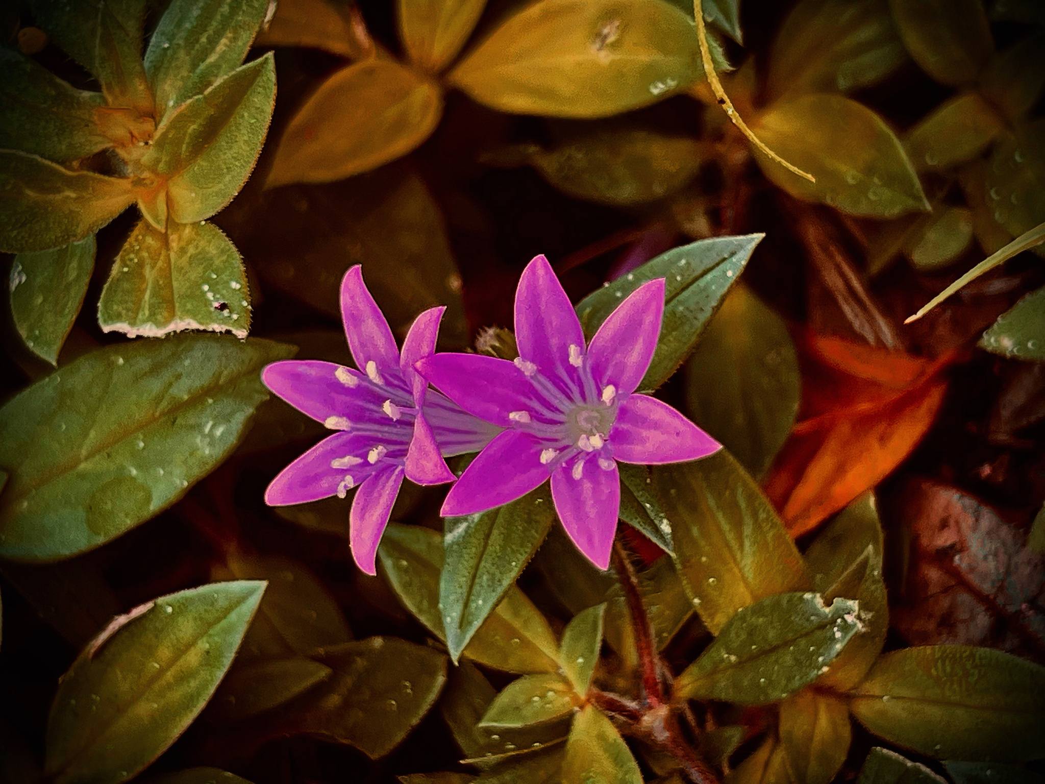 Richardia grandiflora