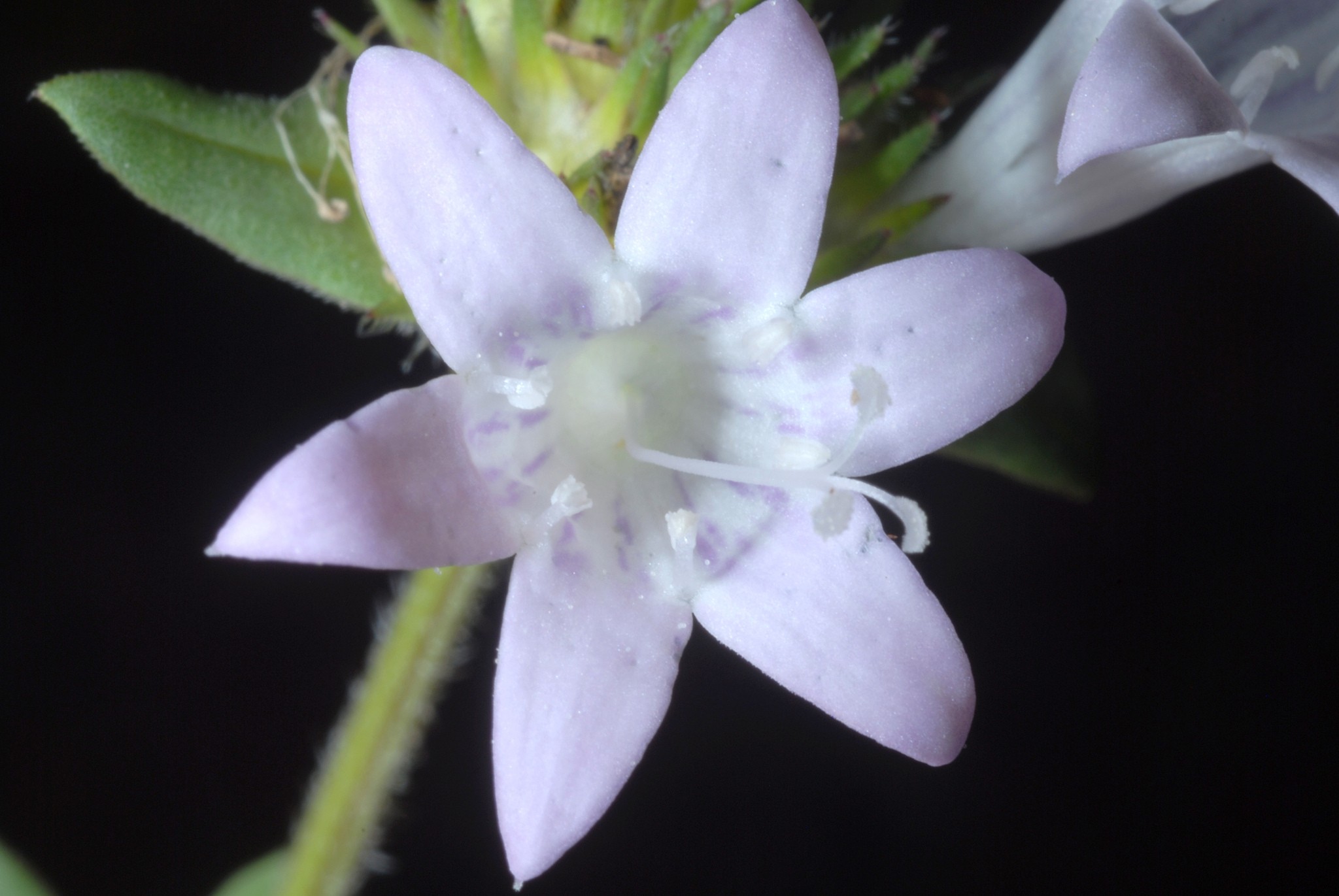 Richardia grandiflora