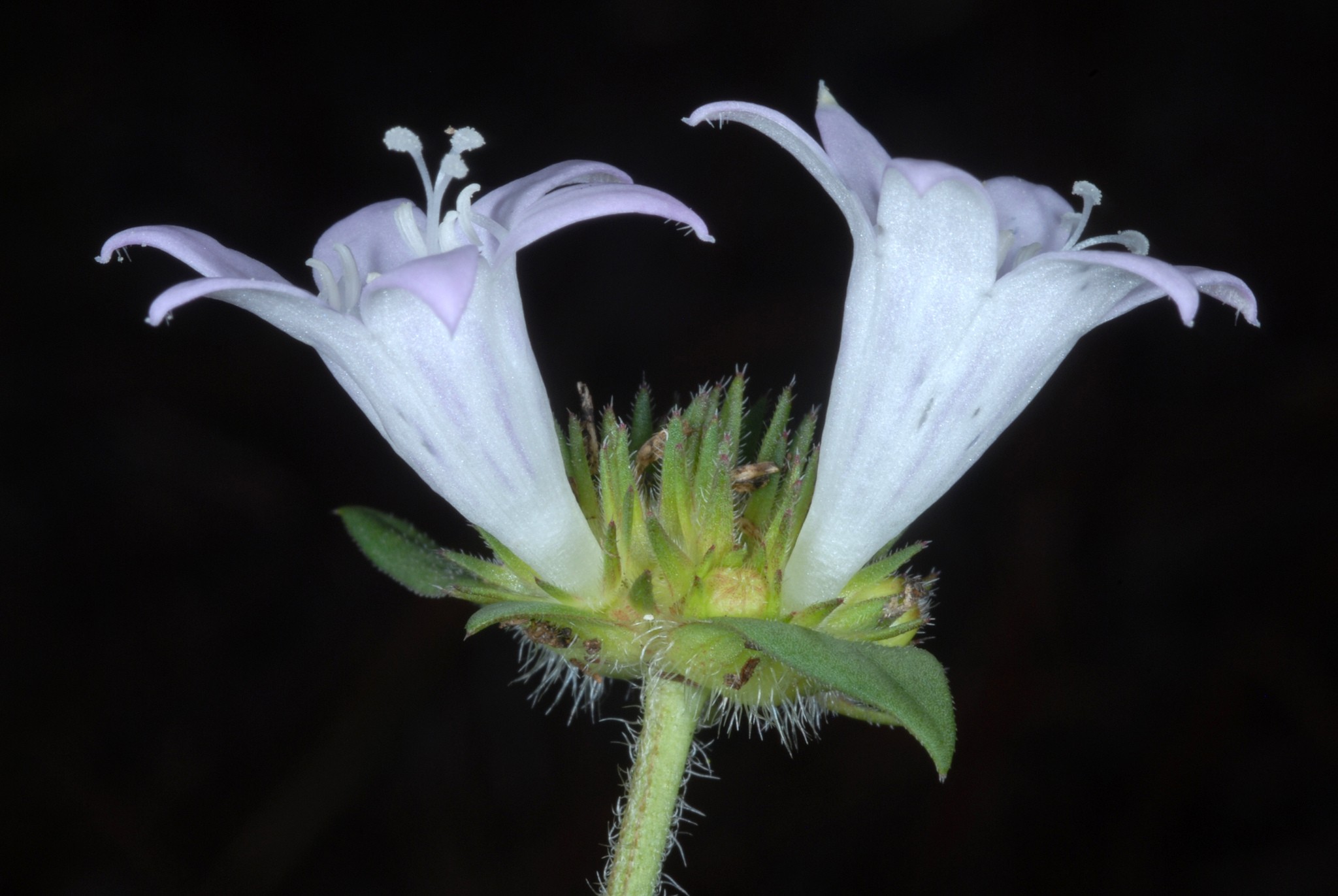 Richardia grandiflora