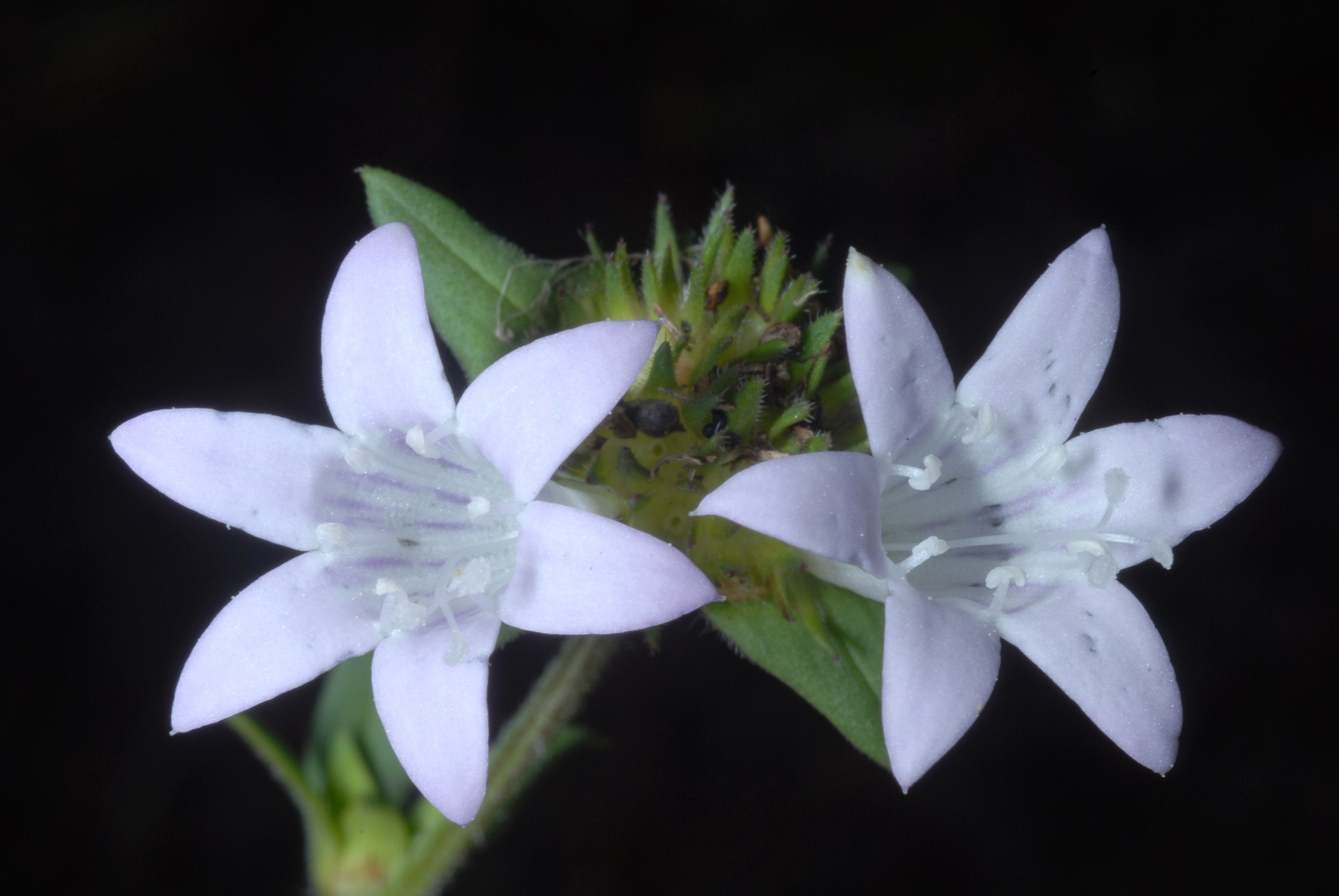Richardia grandiflora