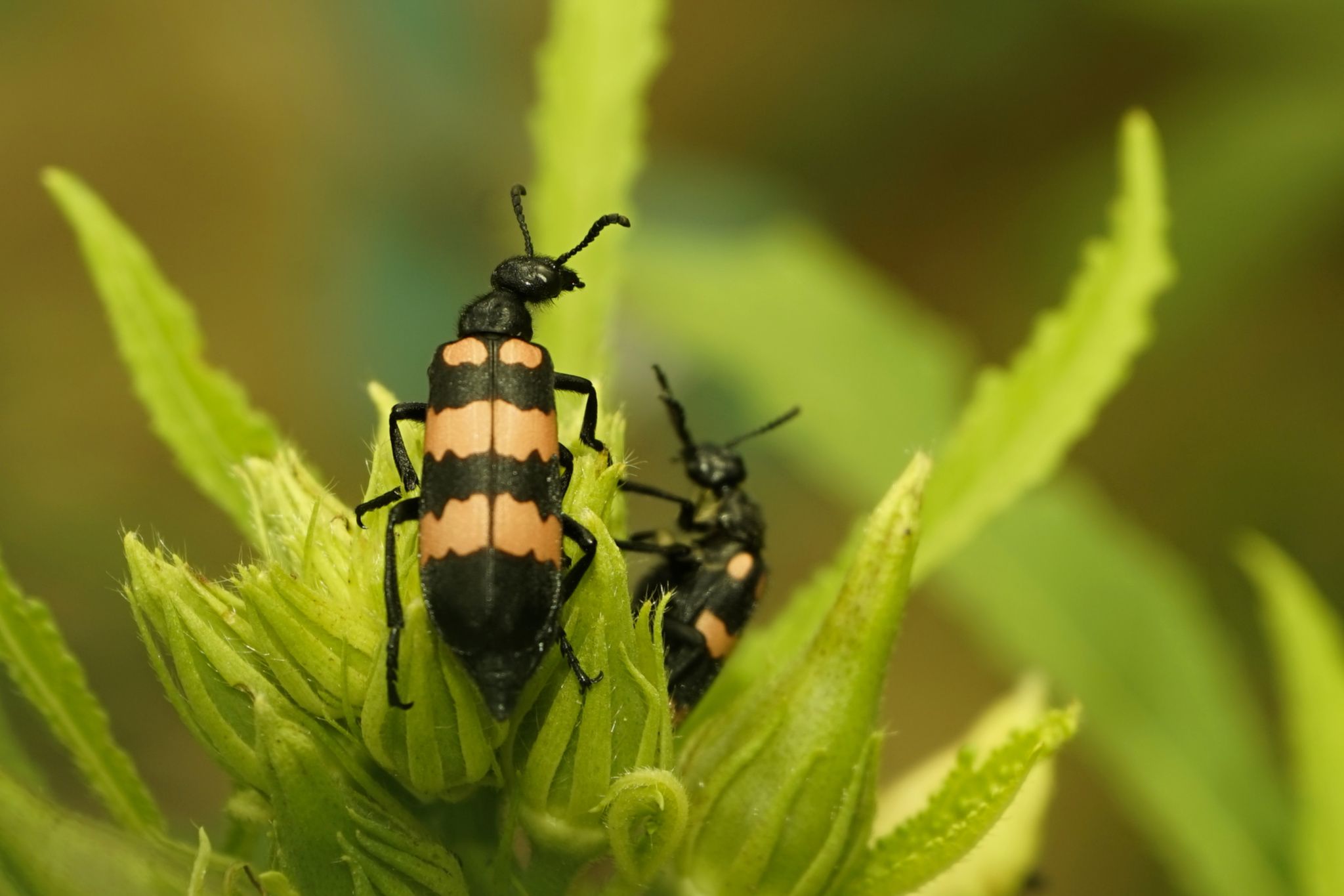 Mylabris phalerata