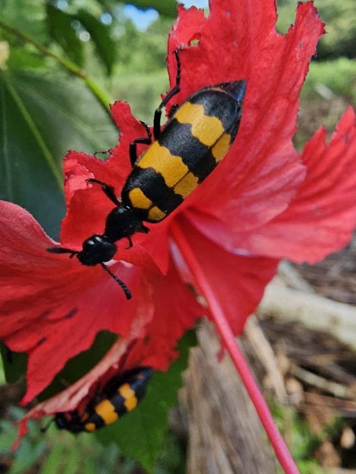 Mylabris phalerata