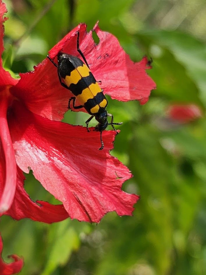 Mylabris phalerata