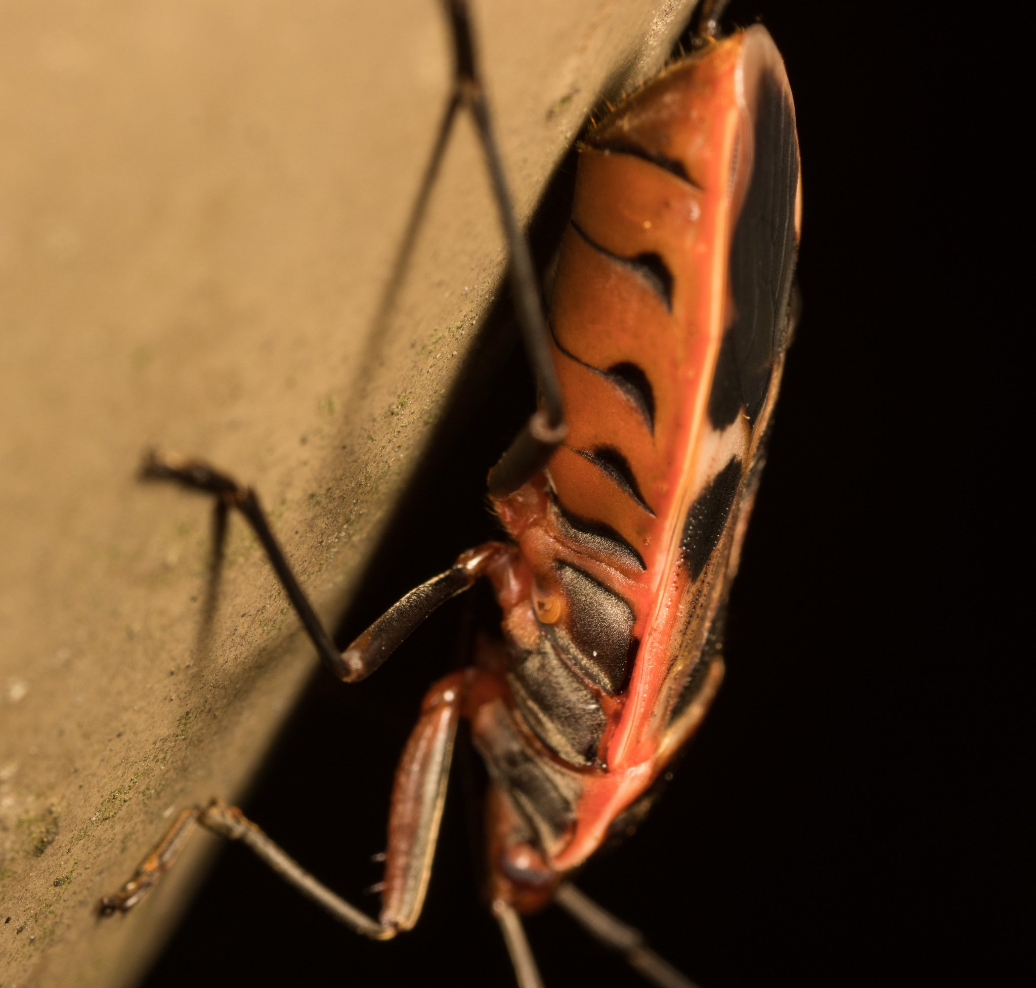 Physopelta