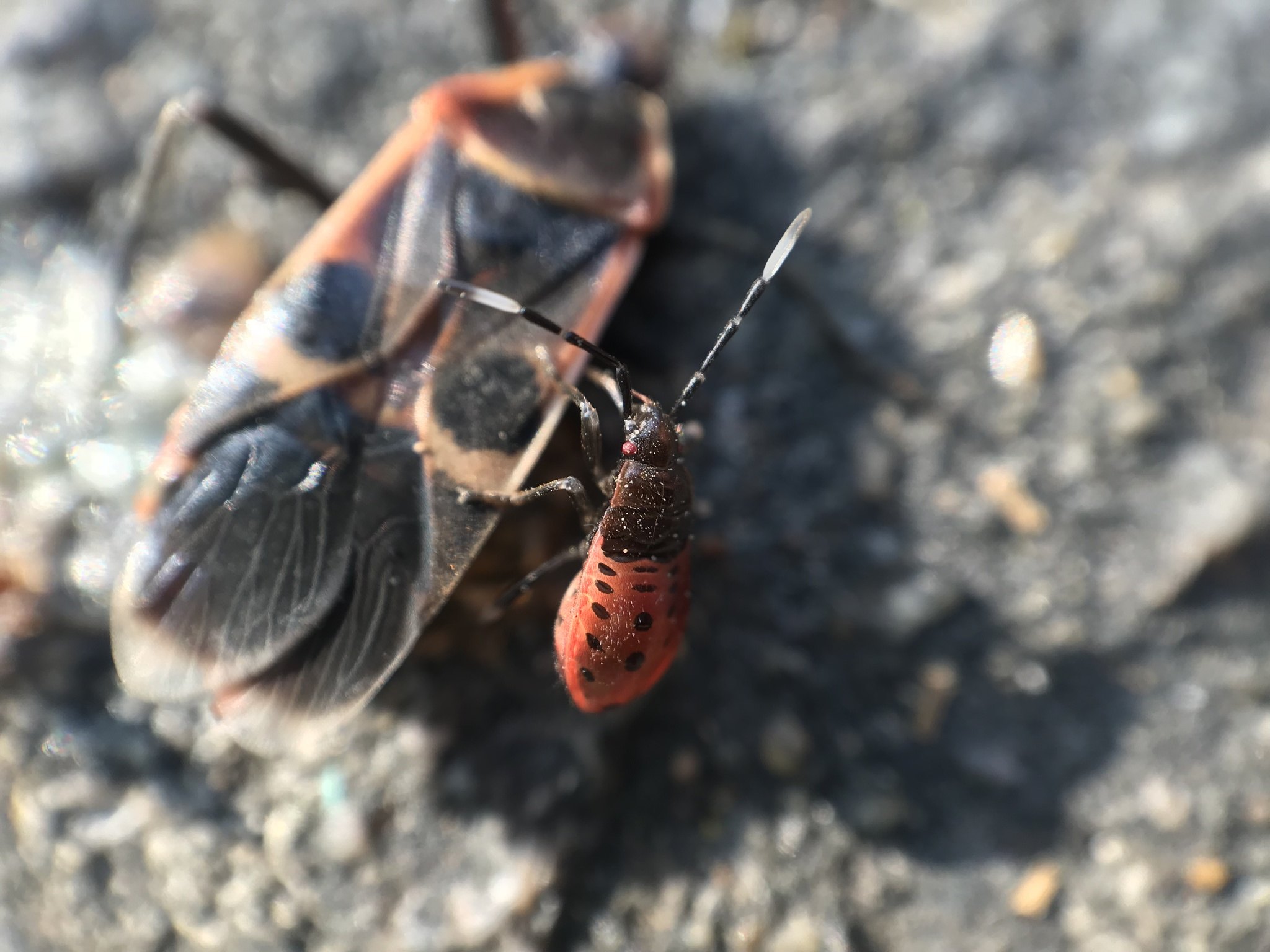 Physopelta