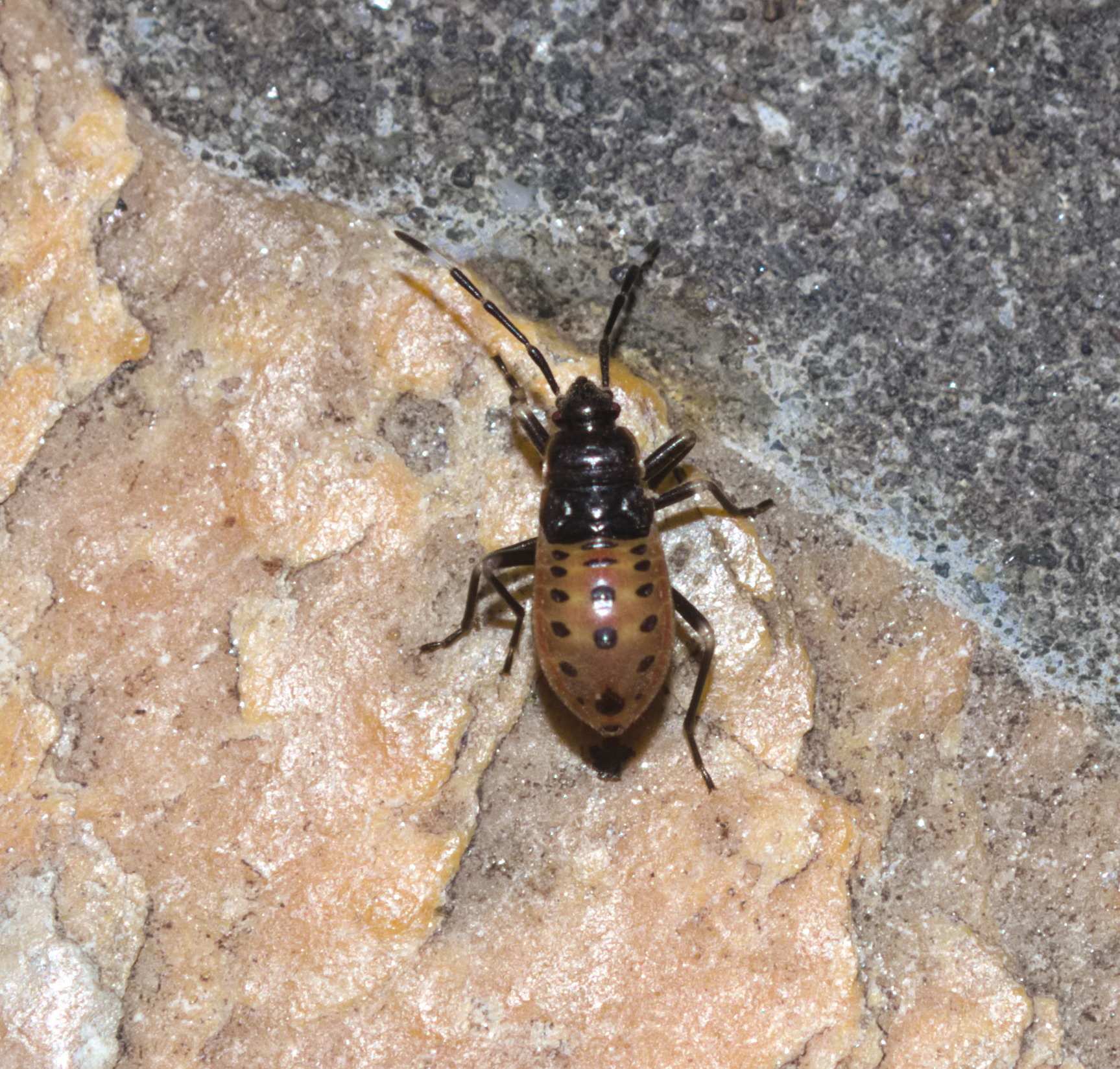 Physopelta