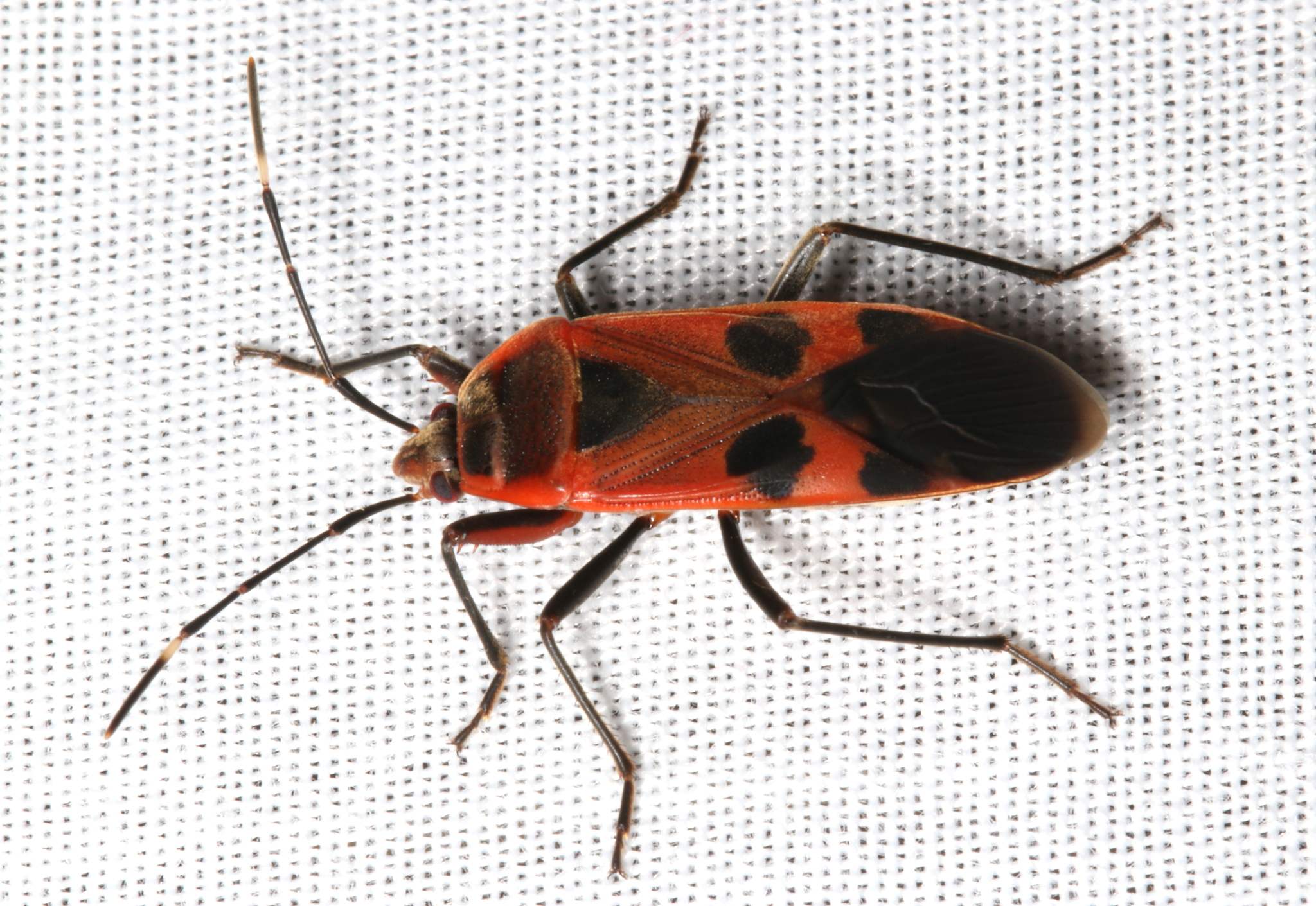Physopelta