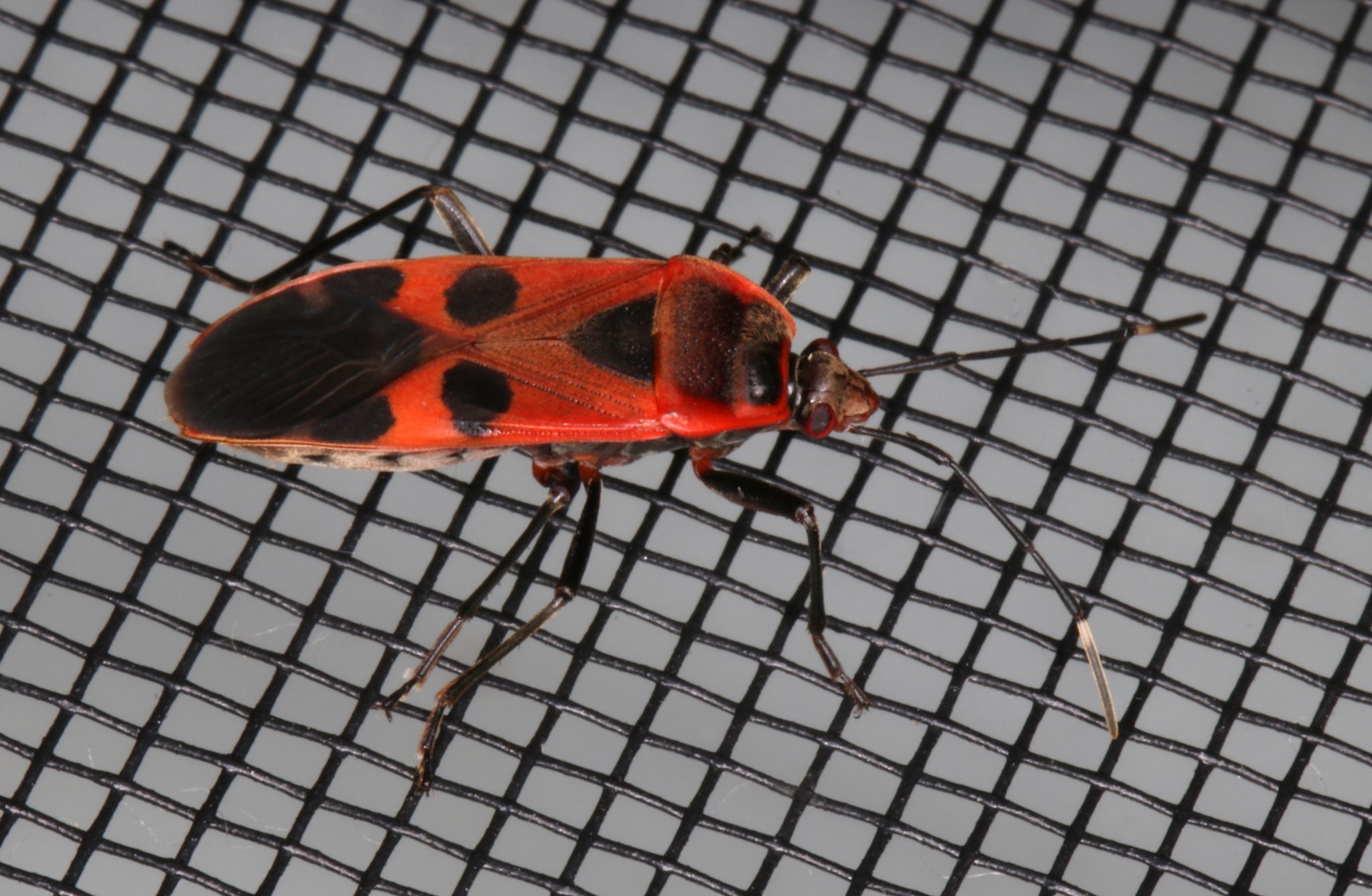 Physopelta