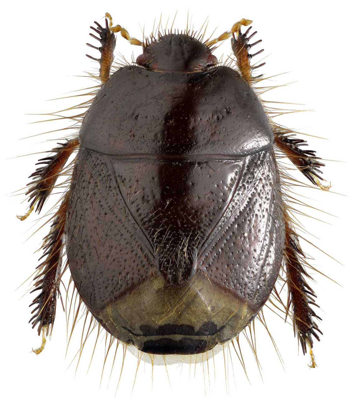 Byrsinus fossor